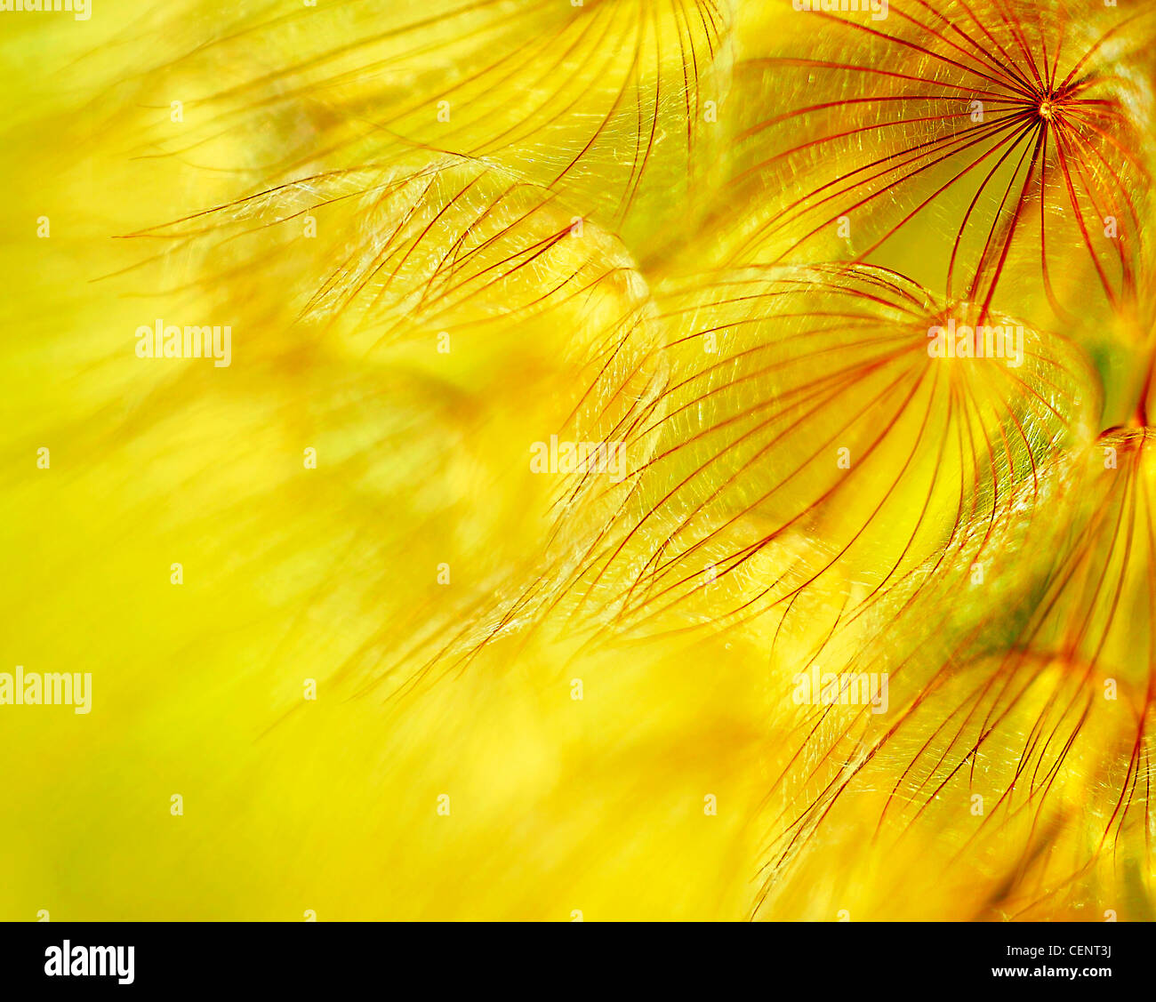 Résumé fond de fleurs de pissenlit, gros plan extrême avec soft focus, belle nature détails Banque D'Images