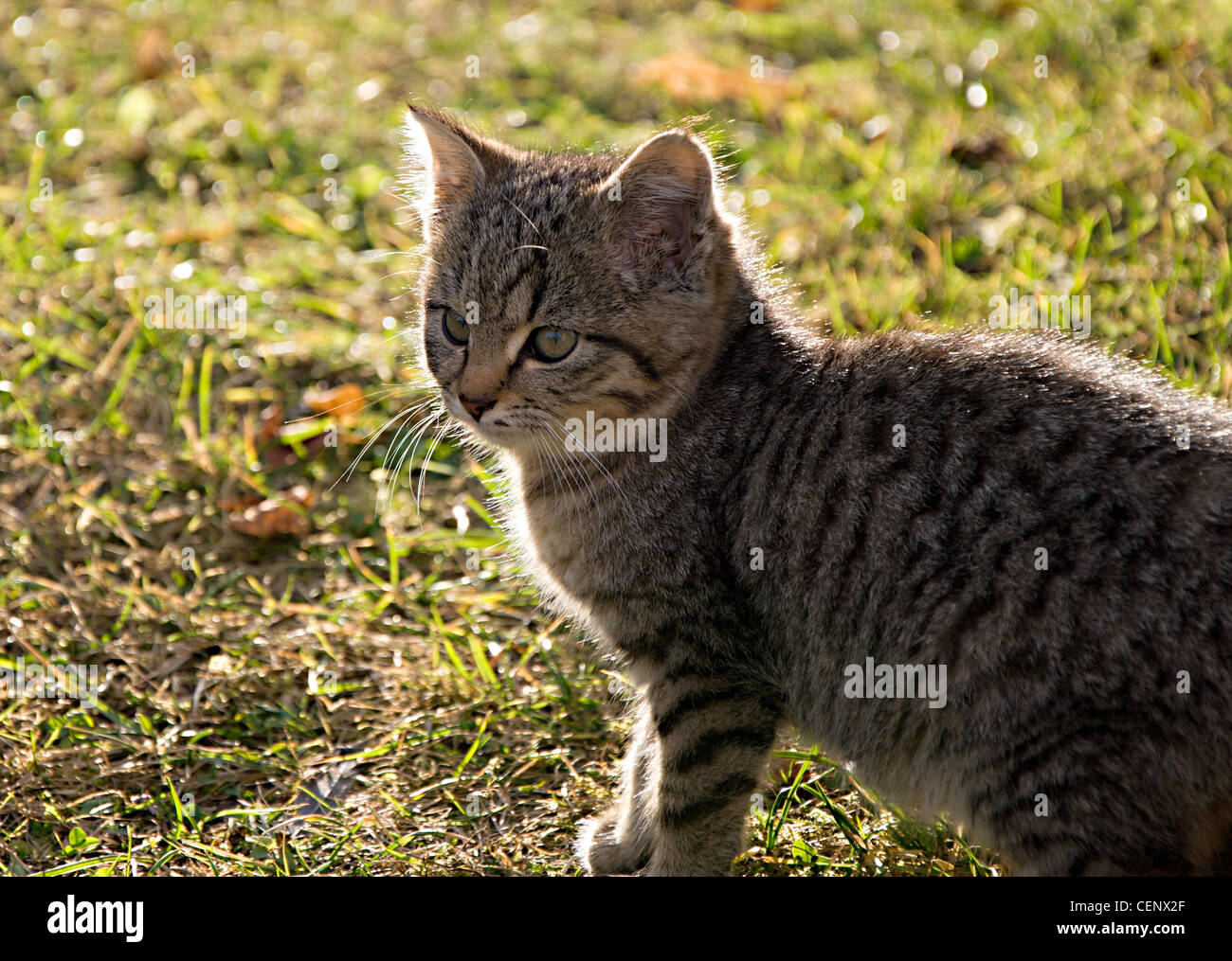 Petit Chaton gris. Banque D'Images