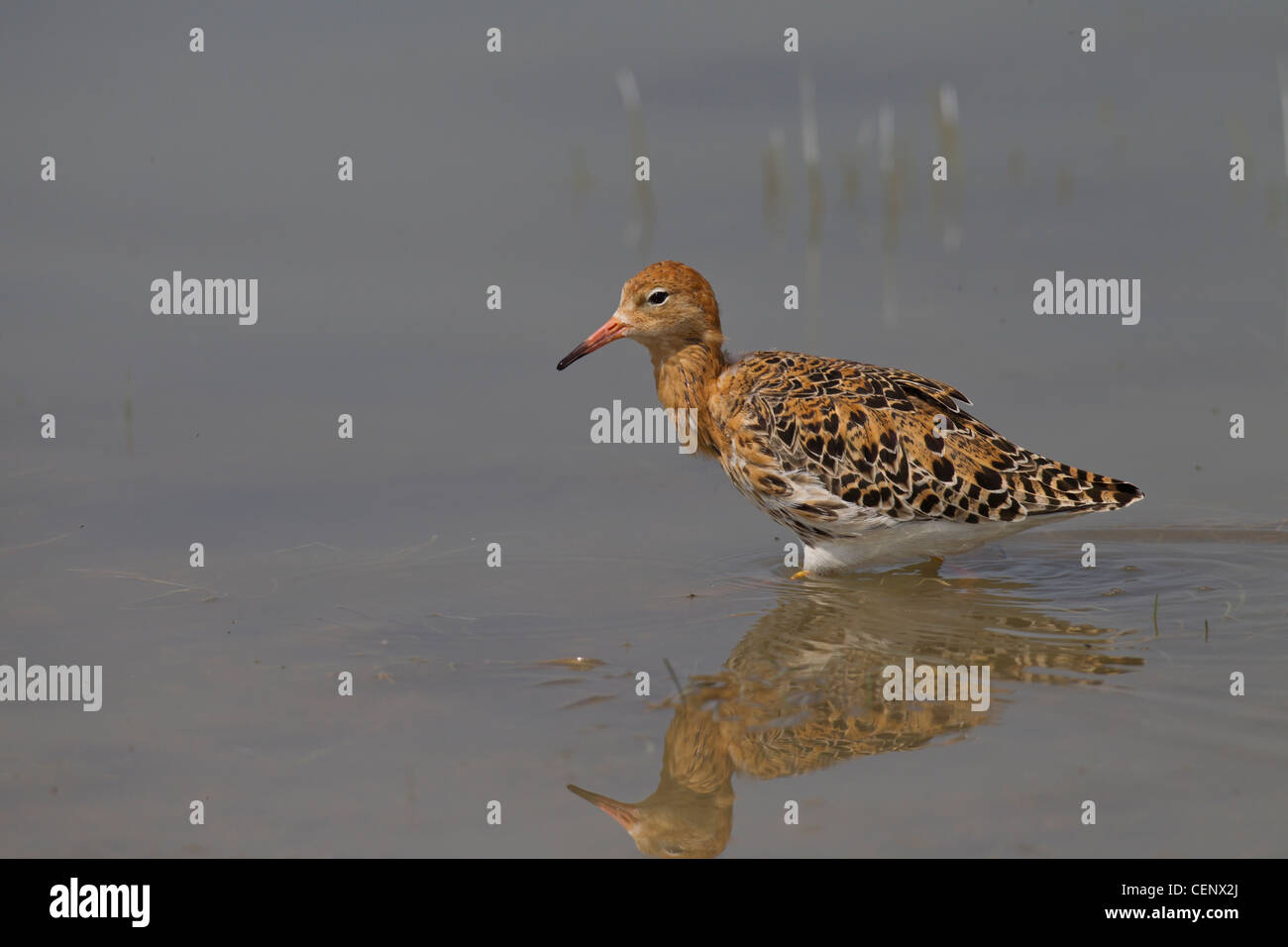 Philomachus pugnax ruff Kampfläufer falco Banque D'Images