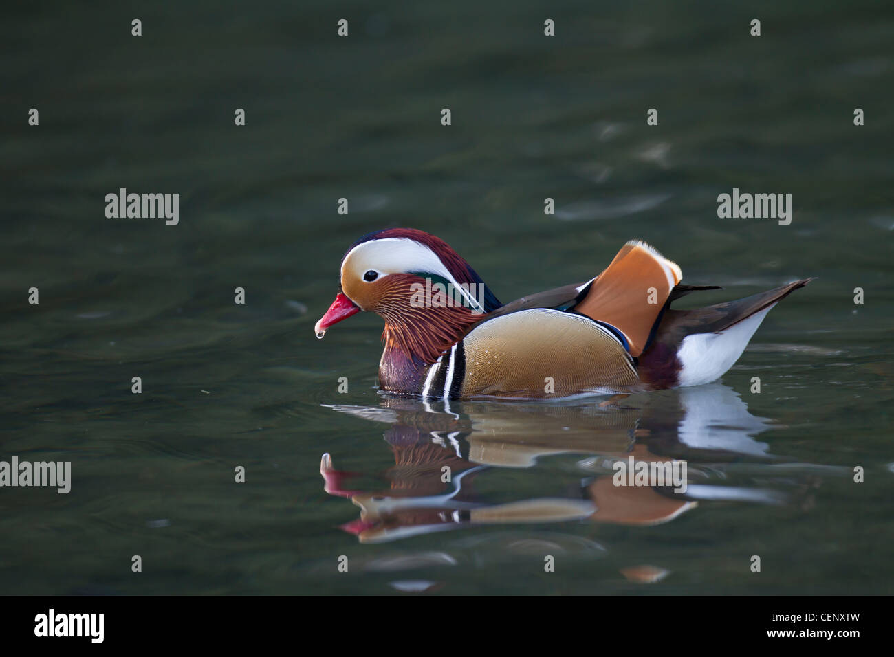 Mandarinente, Aix galericulata, canard mandarin Banque D'Images