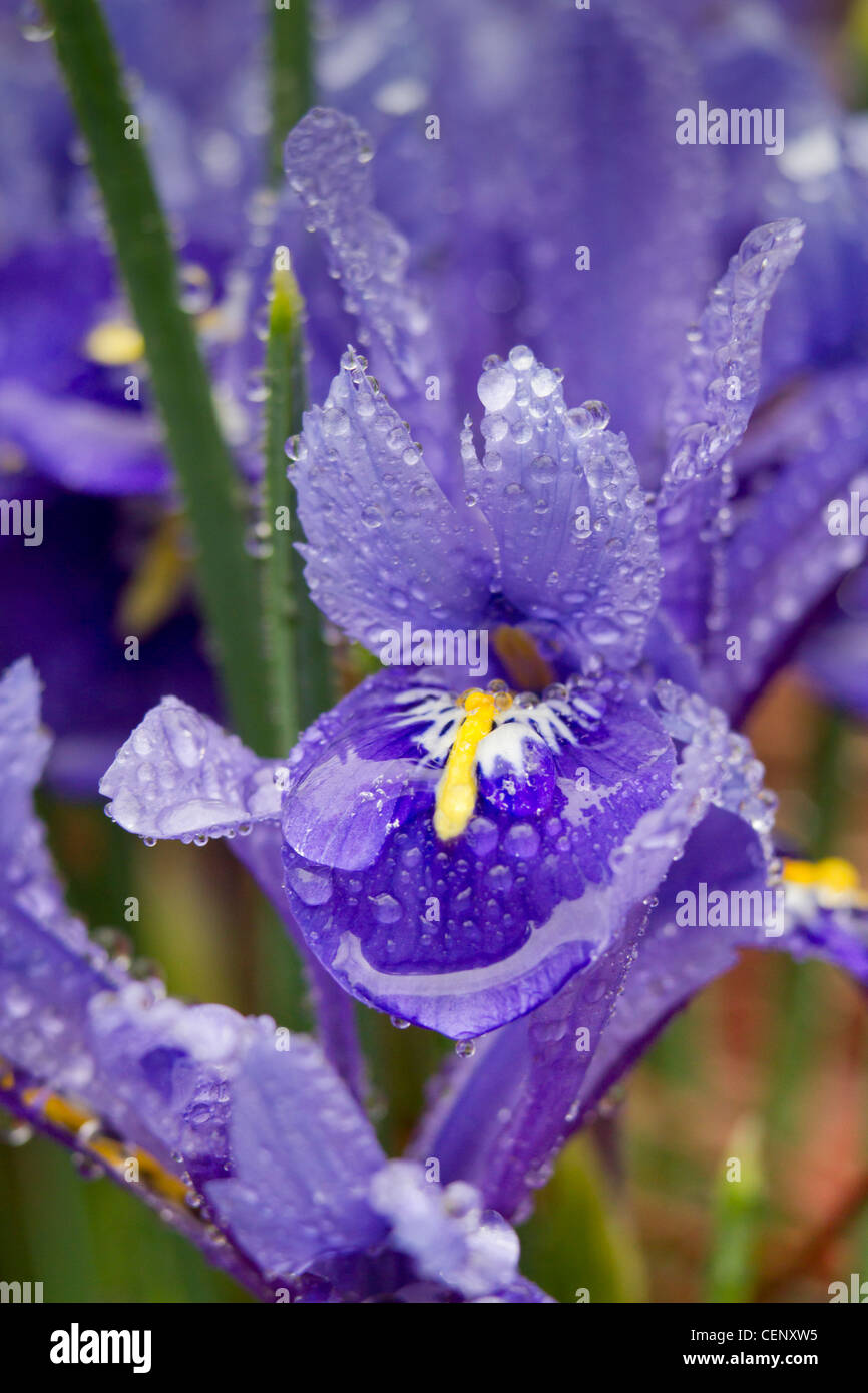 Iris nain de Sibérie (Iris sibirica), 'petite sœur', couverts par la pluie. Banque D'Images