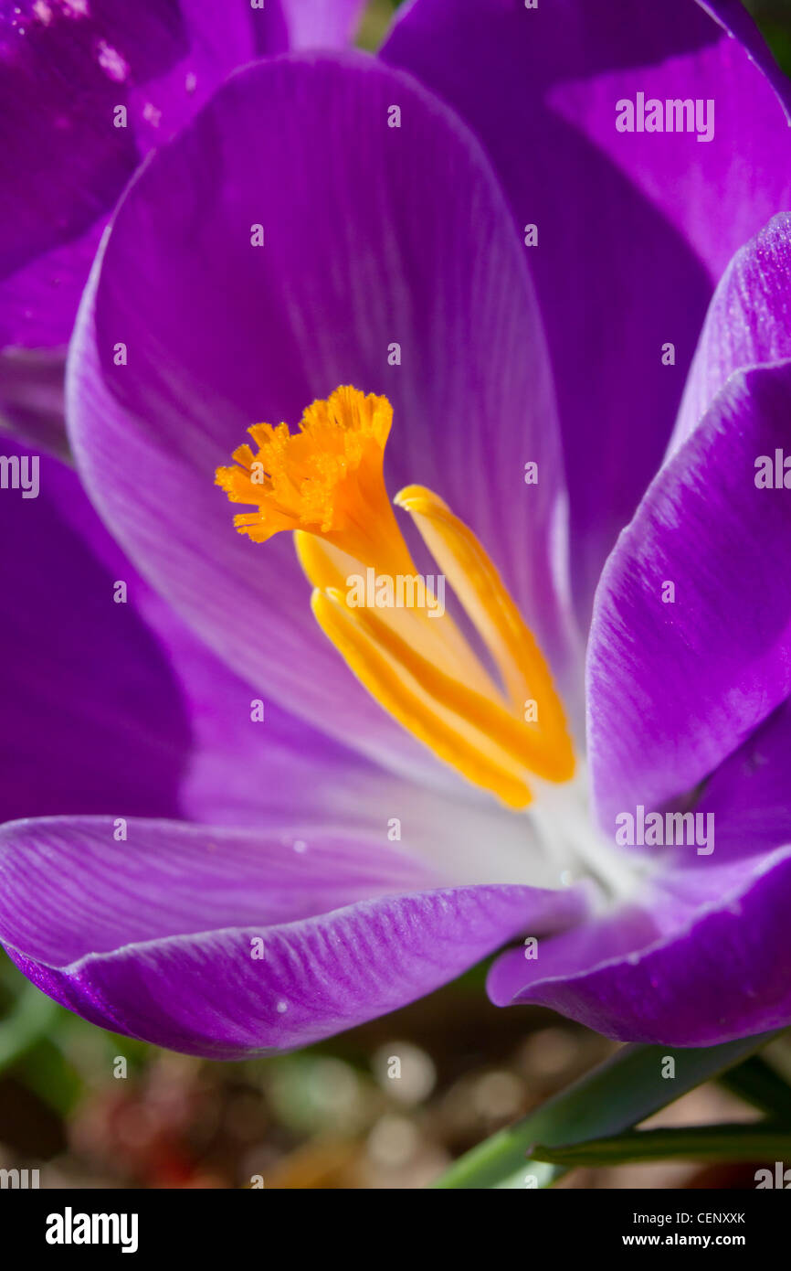 Crocus en fleurs au début du printemps. Banque D'Images