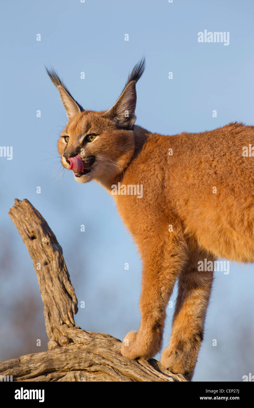 Le caracal (Felis caracal), léchant les lèvres, afrique du sud Banque D'Images