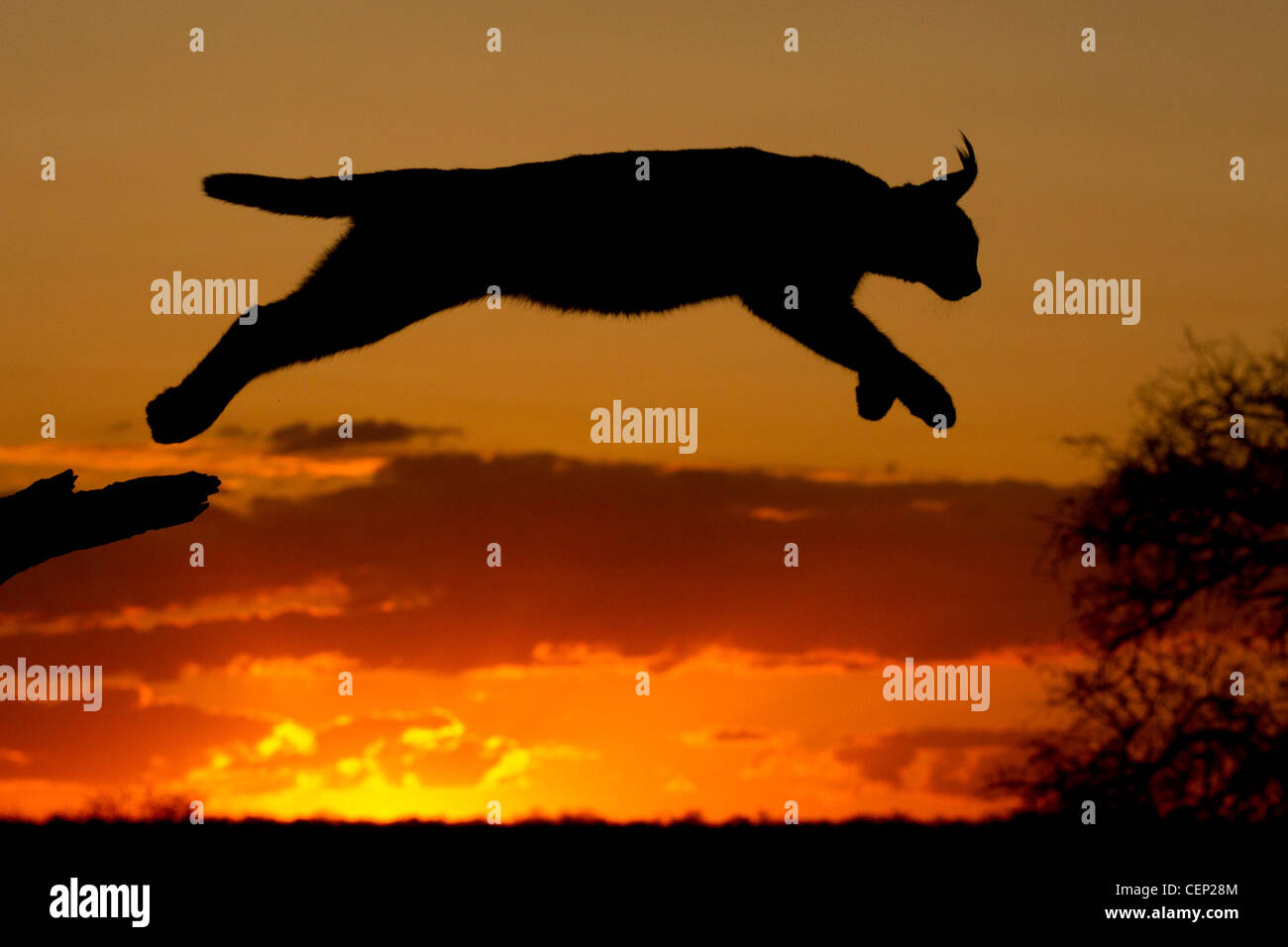 Caracal (Felis caracal) sautant au coucher du soleil, silhouette, Afrique du Sud Banque D'Images