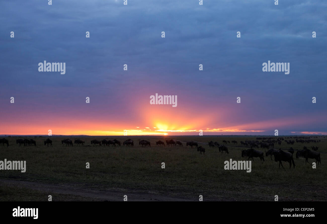Kenya - Masai Mara - Paysage lever tôt le matin Banque D'Images