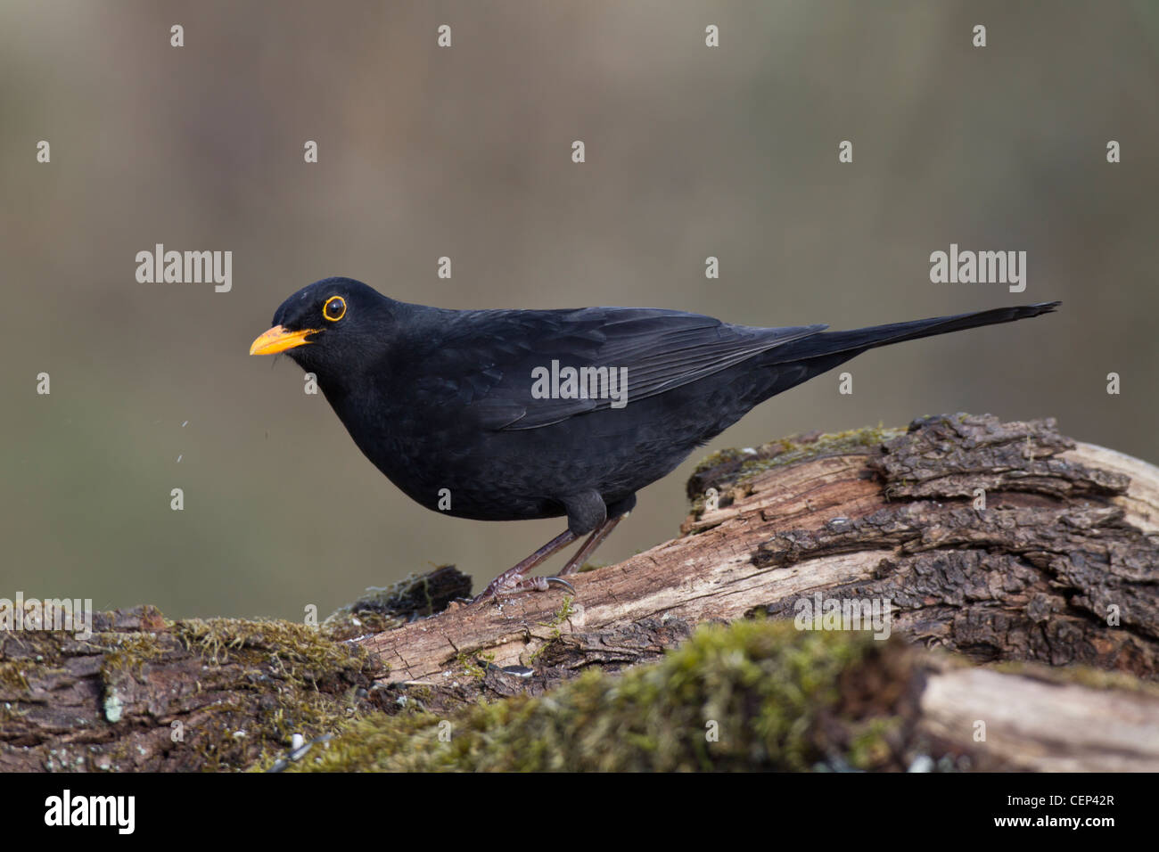 Amsel Banque D'Images