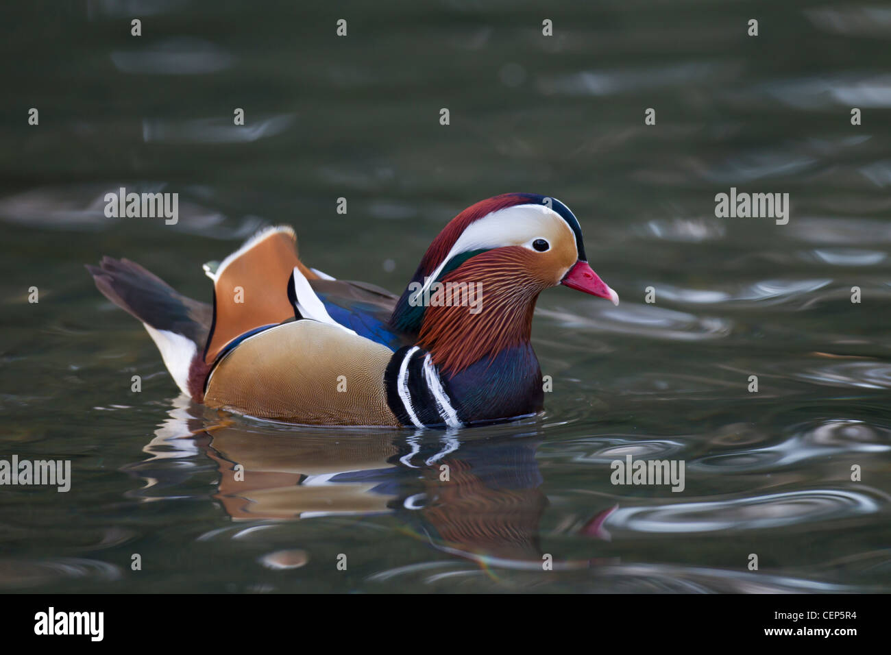 Mandarinente, Aix galericulata, canard mandarin Banque D'Images