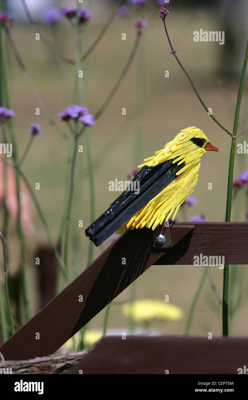 Détail de l'image de la paille jaune ailes noires oiseau perché sur brown garde-corps à la London Wildlife Trust Future Garden à Hampton Banque D'Images