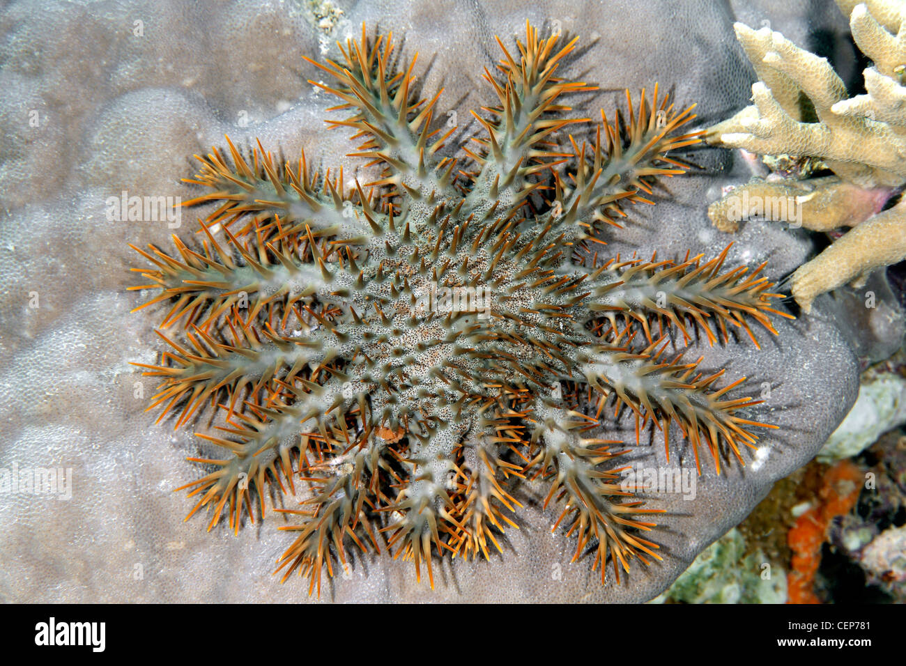 Couronne d'étoile de mer Acanthaster planci, l'alimentation, sur le corail. Banque D'Images