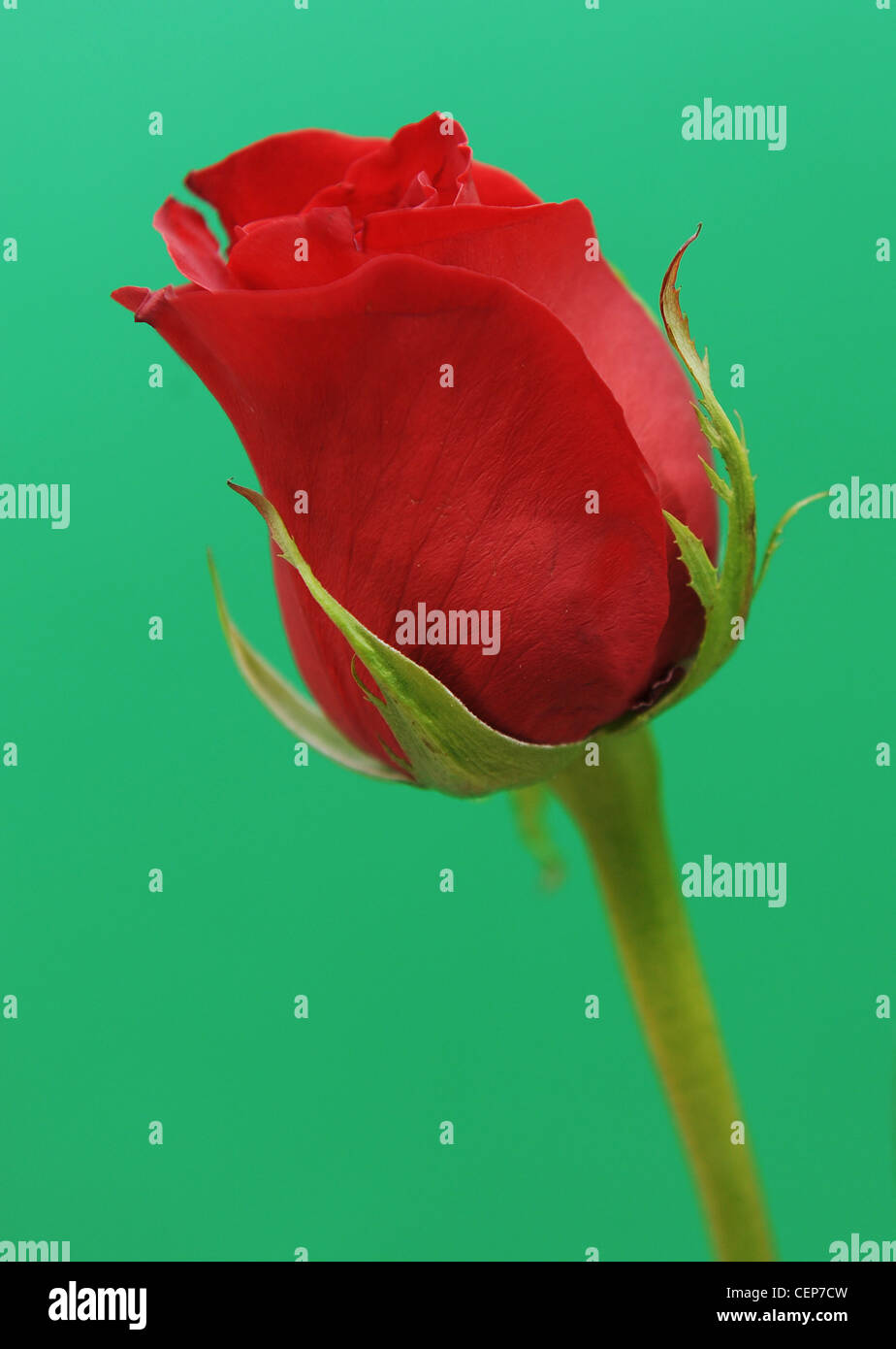 Un close up image of rose rouge sur fond vert Banque D'Images