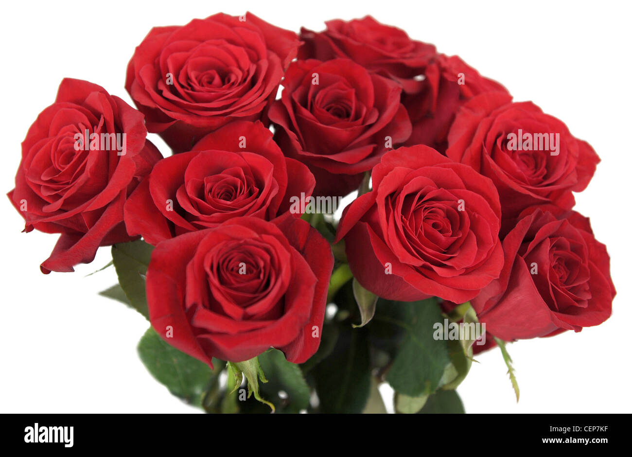 Still Life image d'un bouquet de rose Banque D'Images