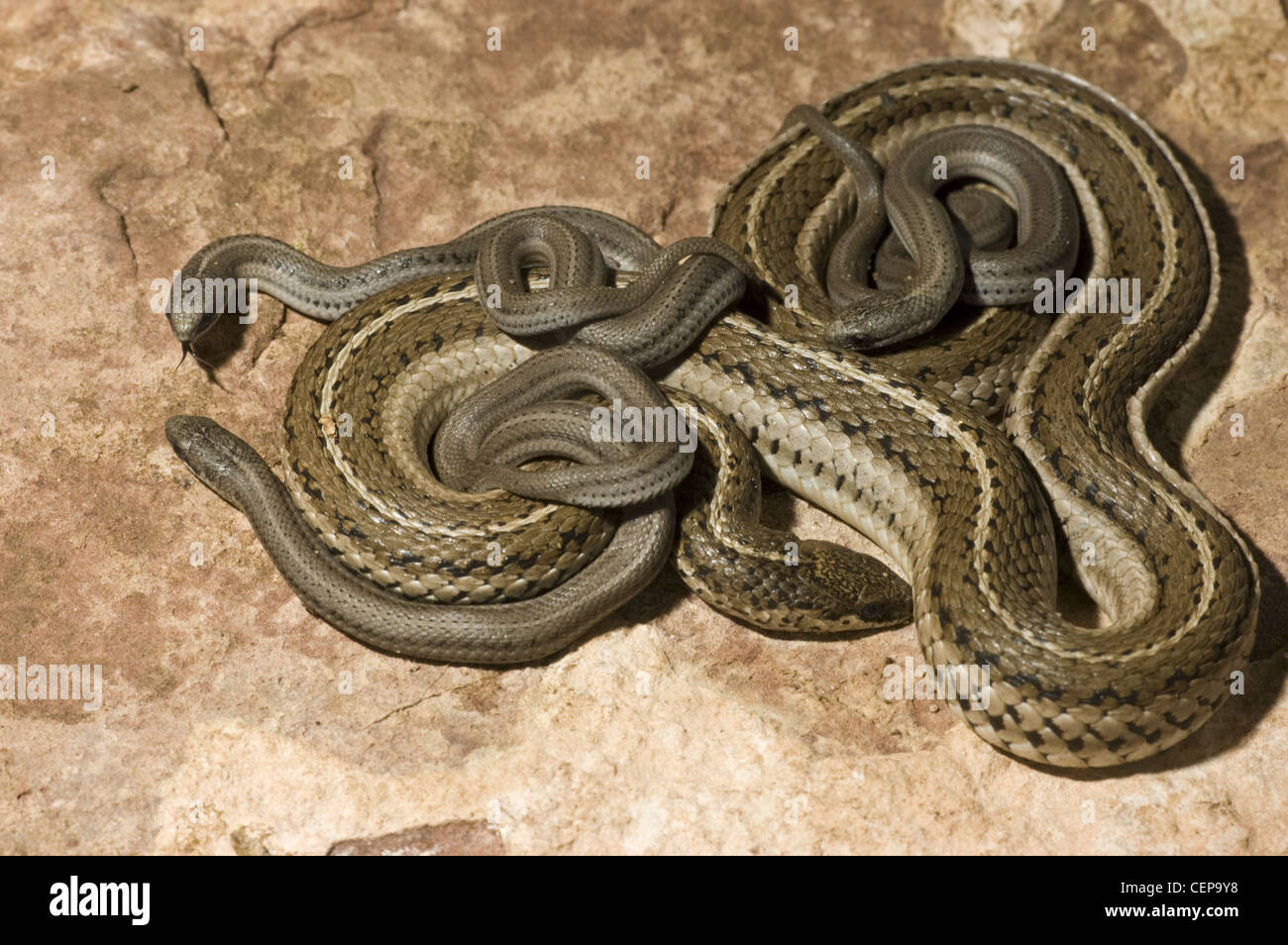 Serpent, doublée (Tropidoclonion lineatum), Femme avec nouveau-nés, Torrance County, Nouveau Mexique, USA. Banque D'Images
