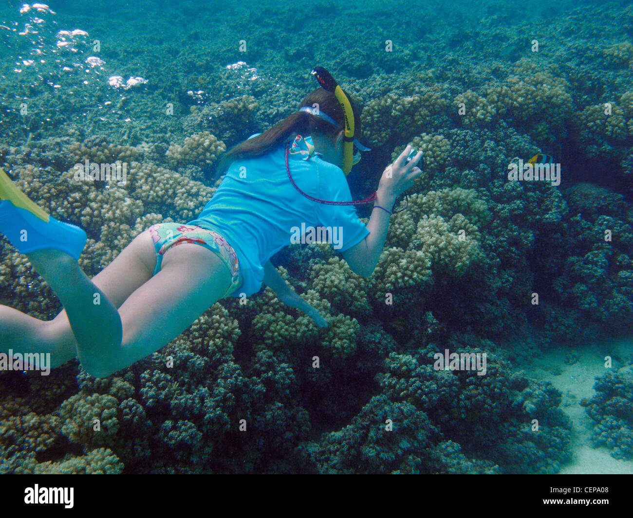 Young snorkeler photographier selle Double médiocre, Malolo Lailai Island, Yasawa Islands, Fidji, Pacifique Sud Banque D'Images