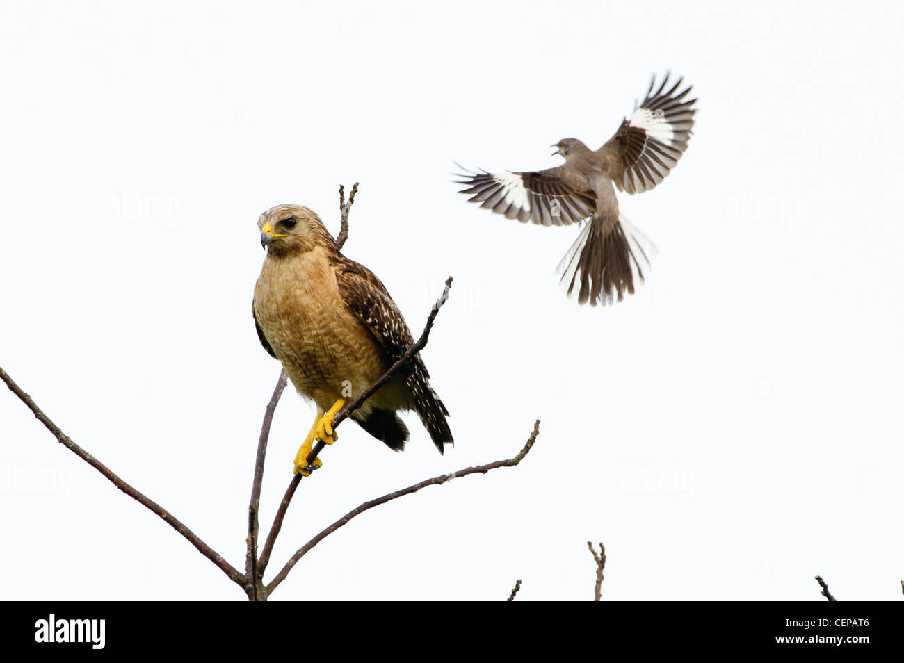 Red-shouldered Hawk d'être harcelées par Northern Mockingbird, Paynes Prairie State Preserve, Gainesville, Floride Banque D'Images