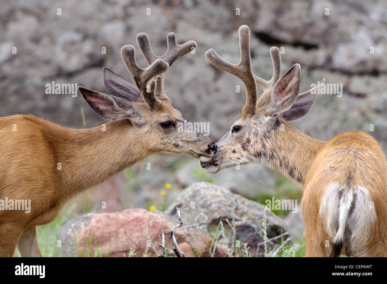Le Cerf mulet d'argent caressait, Rocky Mountain National Park, Estes Park, Colorado Banque D'Images