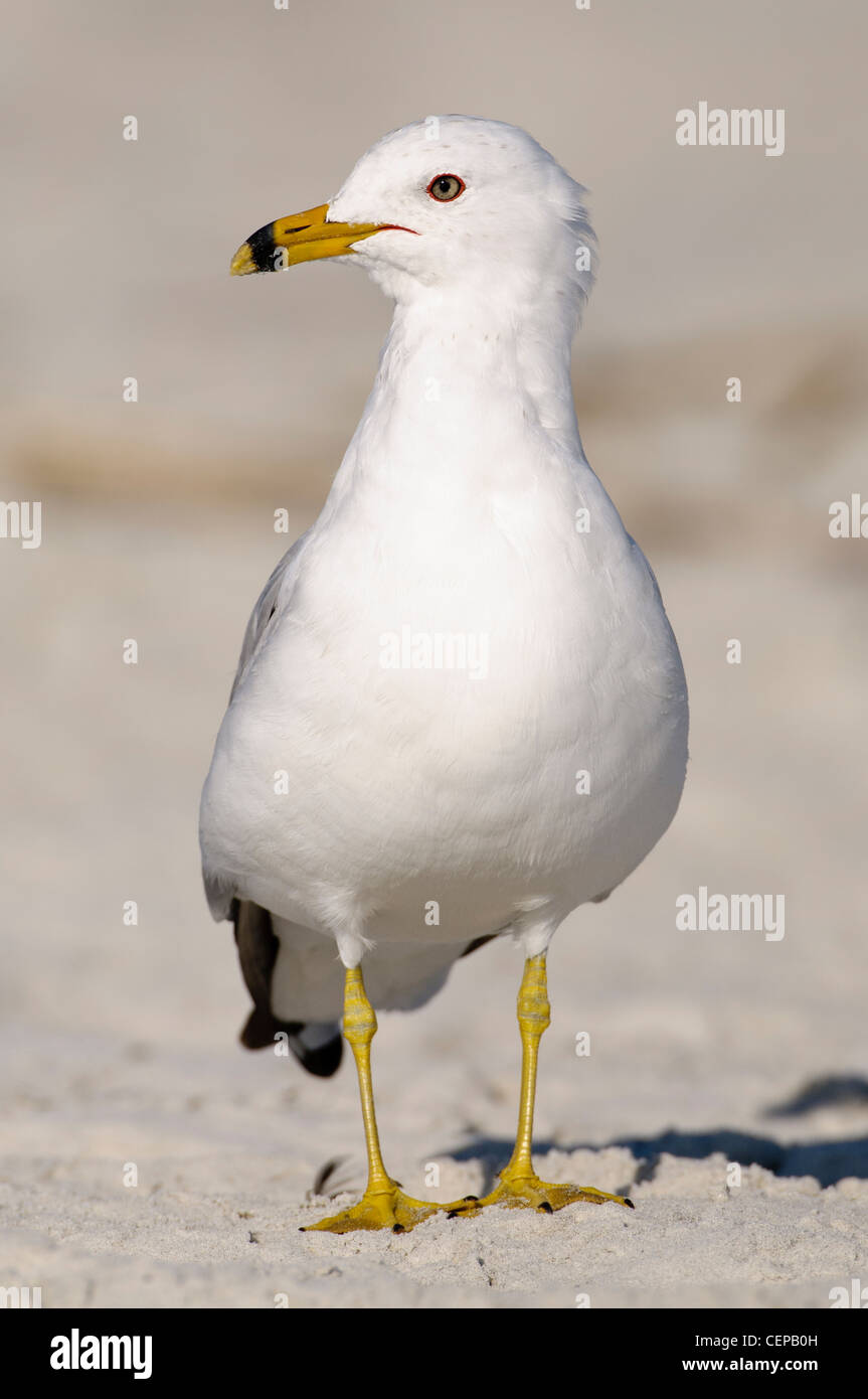 Ring-billed Gull, Anastasia State Park, Saint Augustine, Floride Banque D'Images