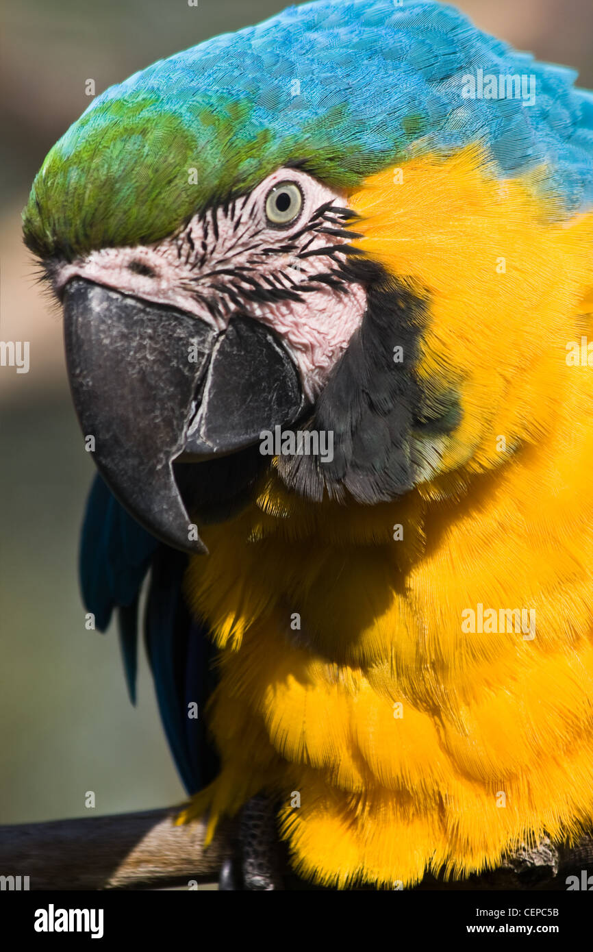 Jaune et bleu parrot sitting on branch Banque D'Images