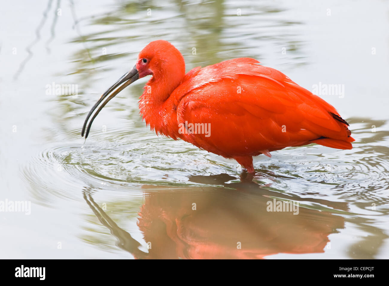 Ibis rouge ou Eudocimus ruber recherche dans l'eau pour l'alimentation Banque D'Images