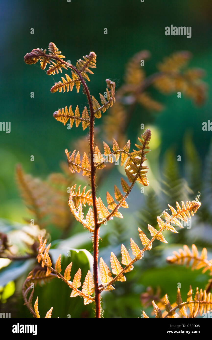 Les jeunes feuilles de couleur bronze sur fern au coucher du soleil au printemps-shallow dof-vertical image Banque D'Images