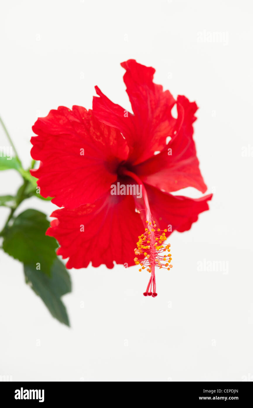 Hibiscus rosa Sinensis. Fleur d'Hibiscus rouge sur fond blanc Banque D'Images