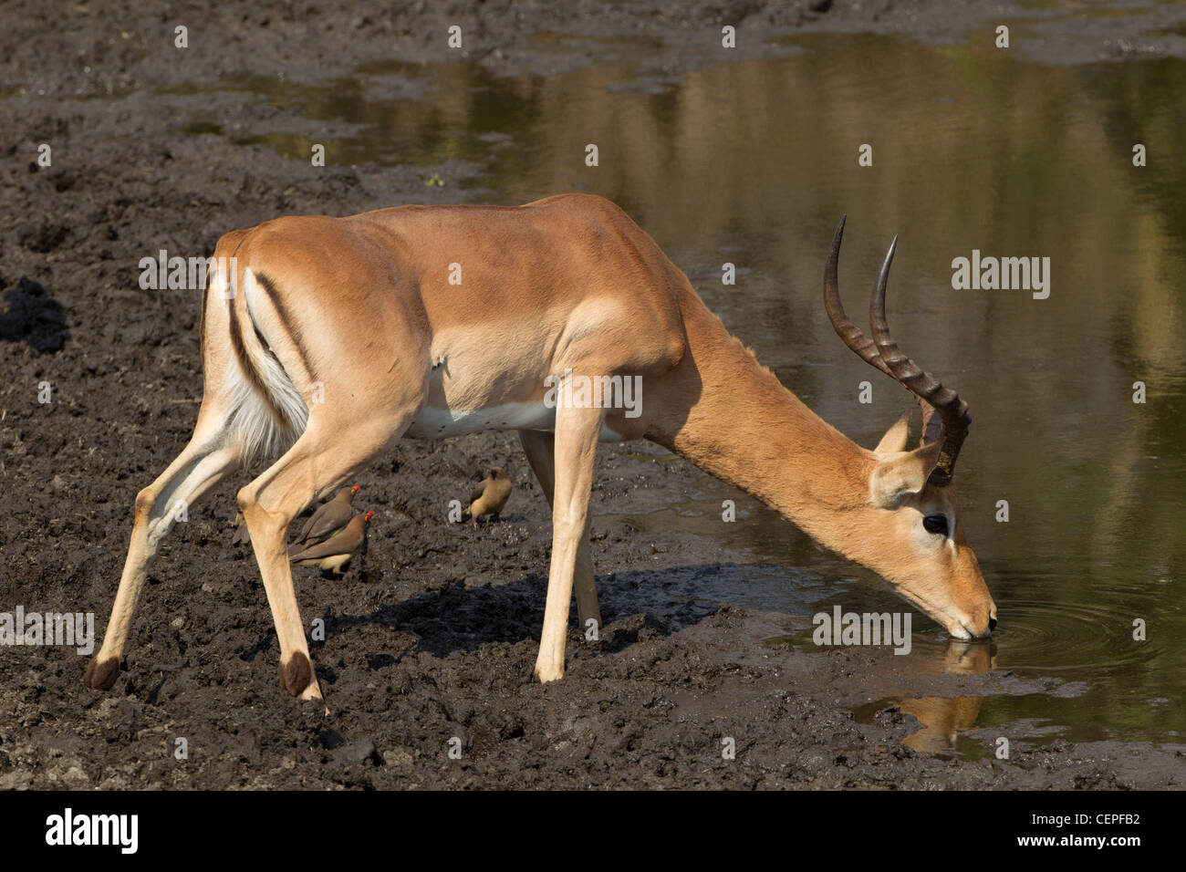 Homme Impala (Aepyceros melampus) eau potable, Afrique du Sud Banque D'Images