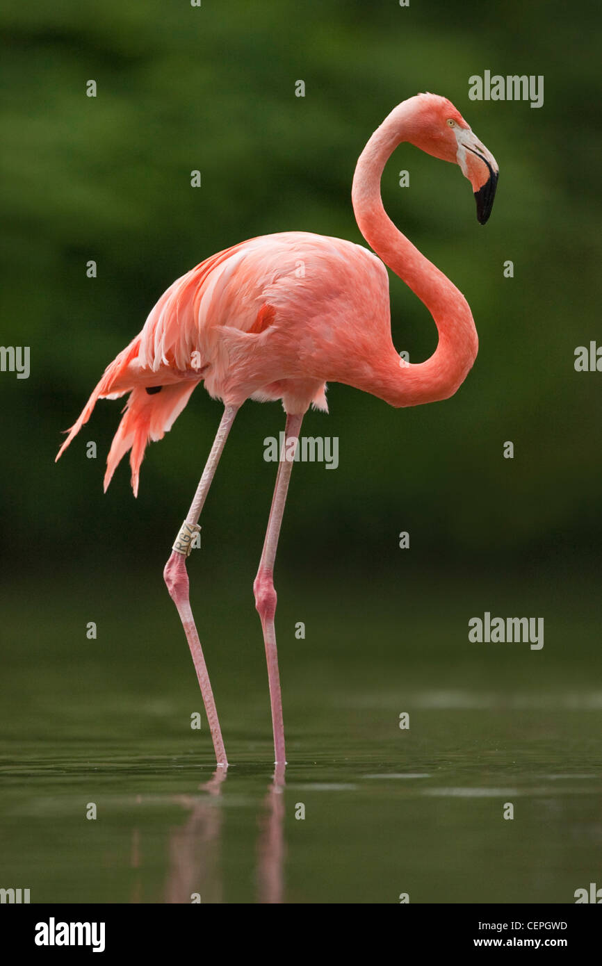 American Flamingo (Phoenicopterus ruber), Slimbridge, Gloucestershire, Royaume-Uni Banque D'Images