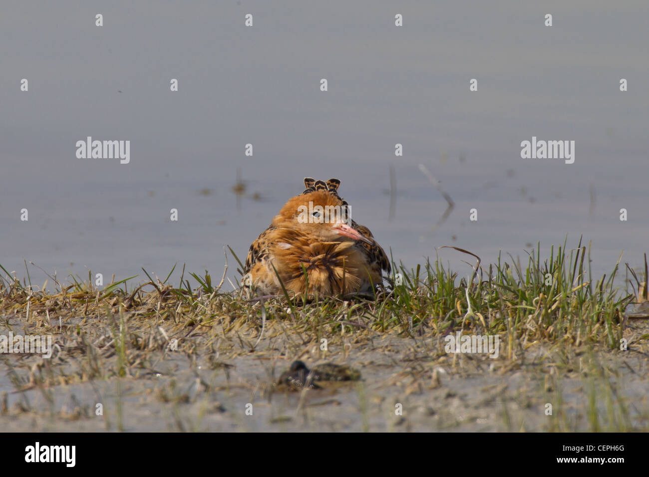 Philomachus pugnax ruff Kampfläufer falco Banque D'Images