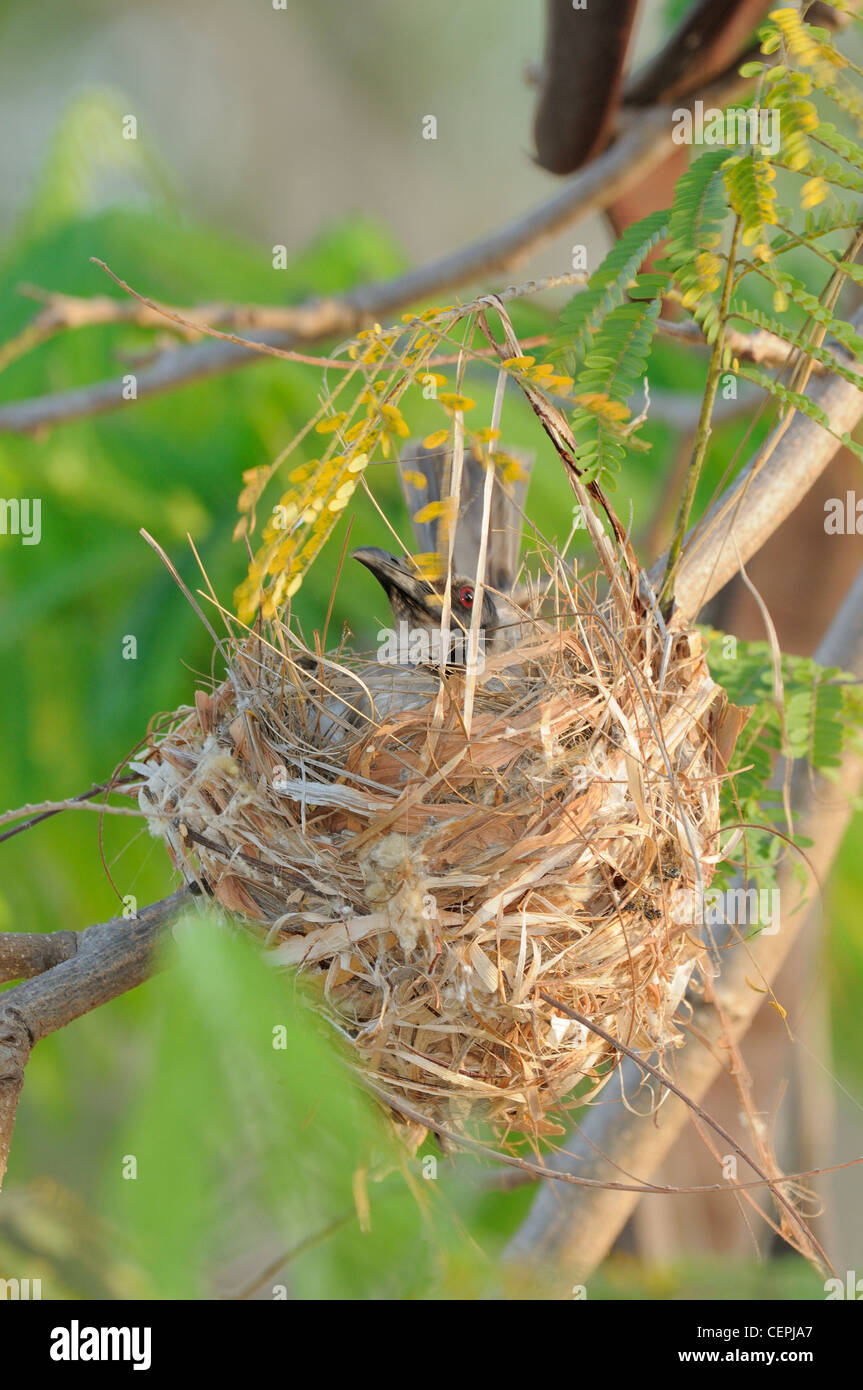 Friarbird bruyant Philemon corniculatus sur son nid photographié dans le Queensland, Australie Banque D'Images