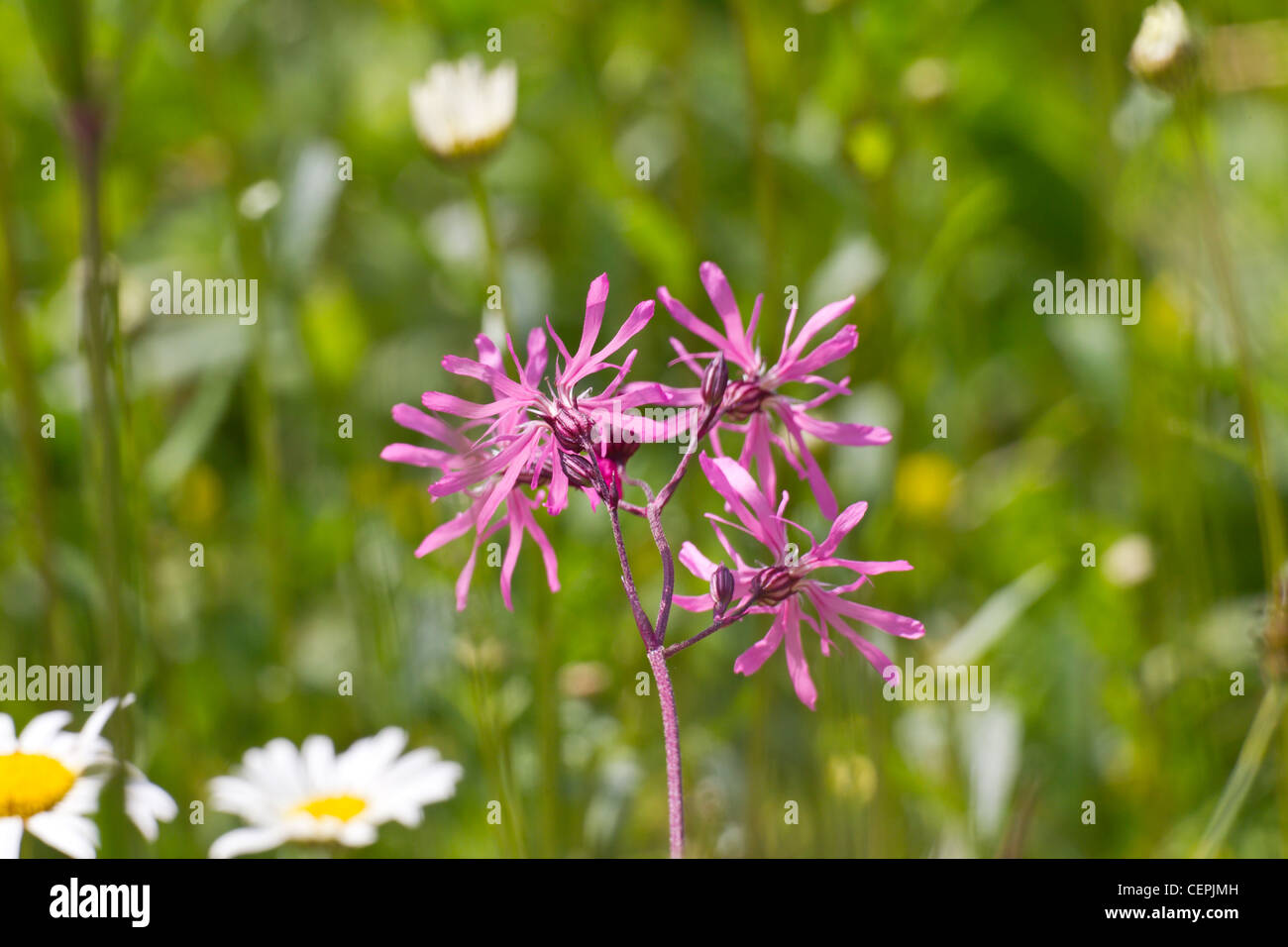 Kuckuckslichtnelke, Silene flos-culi (L.) Clairv., Syn.: Lychnis flos-cucuci L. Banque D'Images