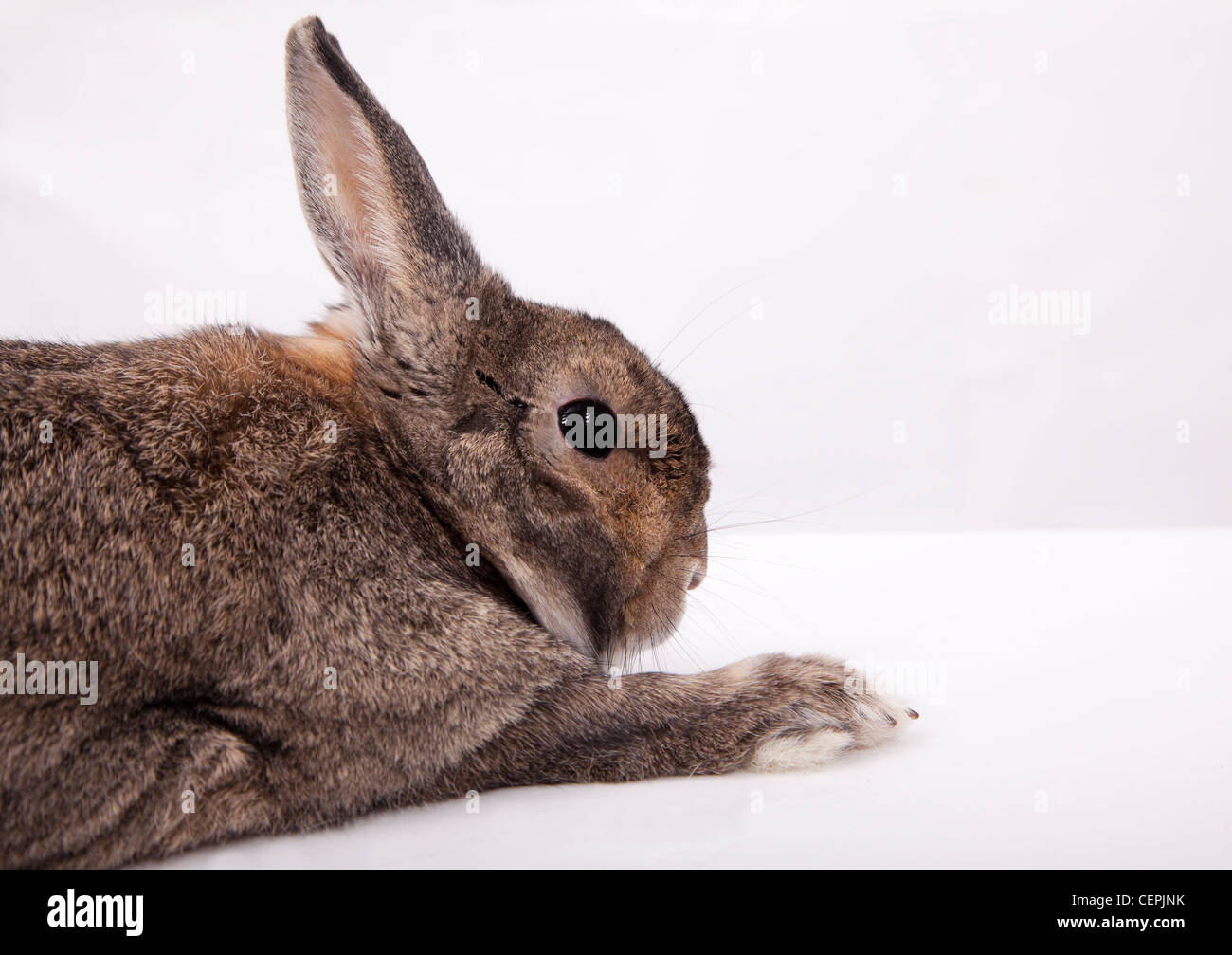 Portrait Chinois de lapin gris sur le tableau blanc Banque D'Images