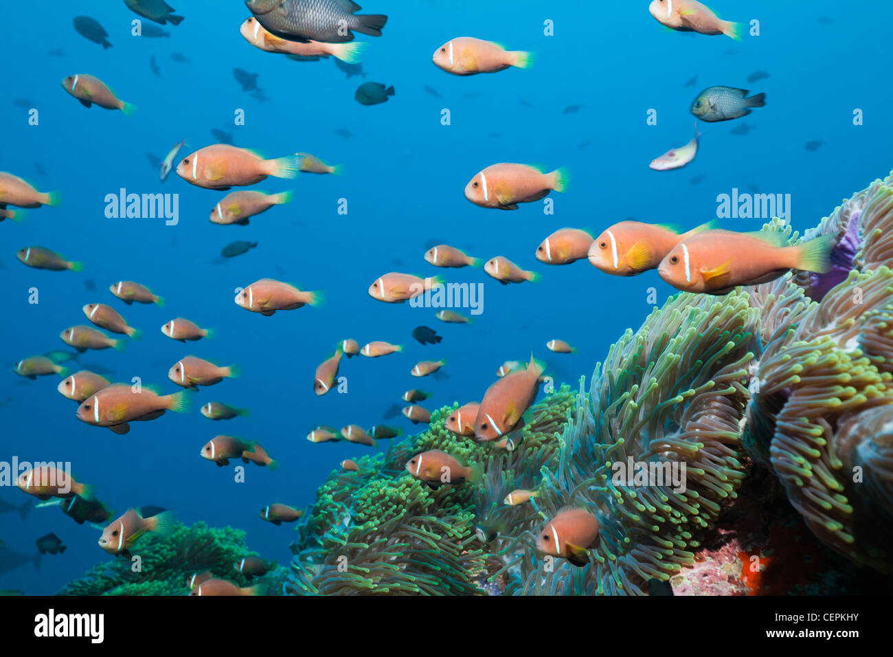 Banc De Poisson Clown Amphiprion Nigripes Maldives North Male Atoll Maldives Photo Stock Alamy