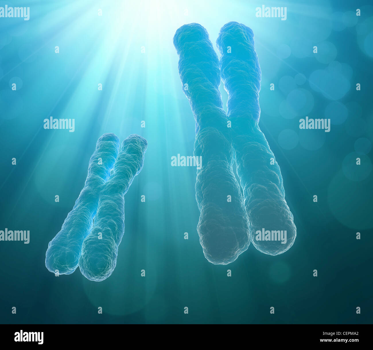 Un chromosome humain - illustration scientifique Banque D'Images Un chromosome humain - illustration scientifique Banque D'Images