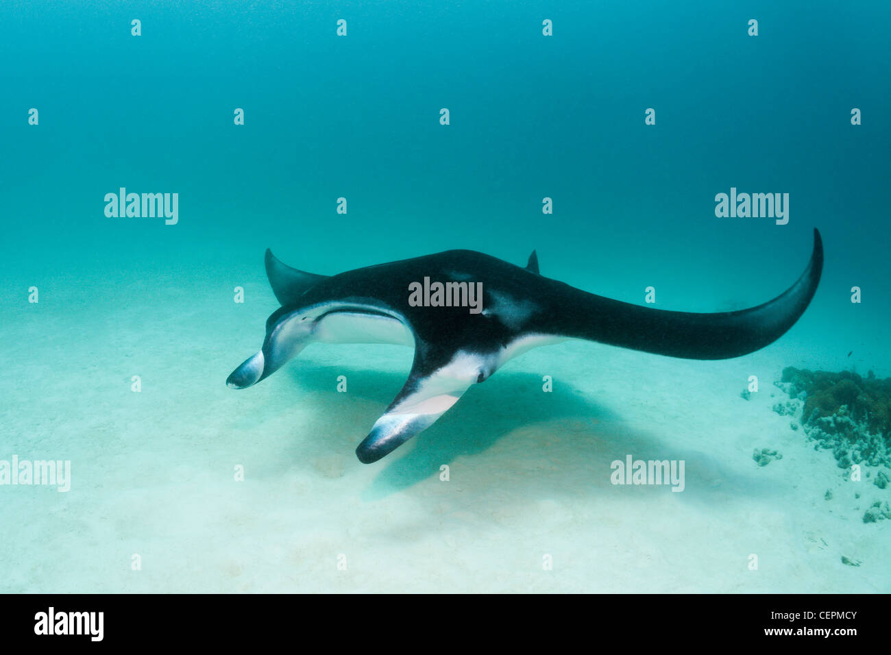 Manta, Manta birostris, Hanifaru Bay, l'atoll de Baa, Maldives Banque D'Images