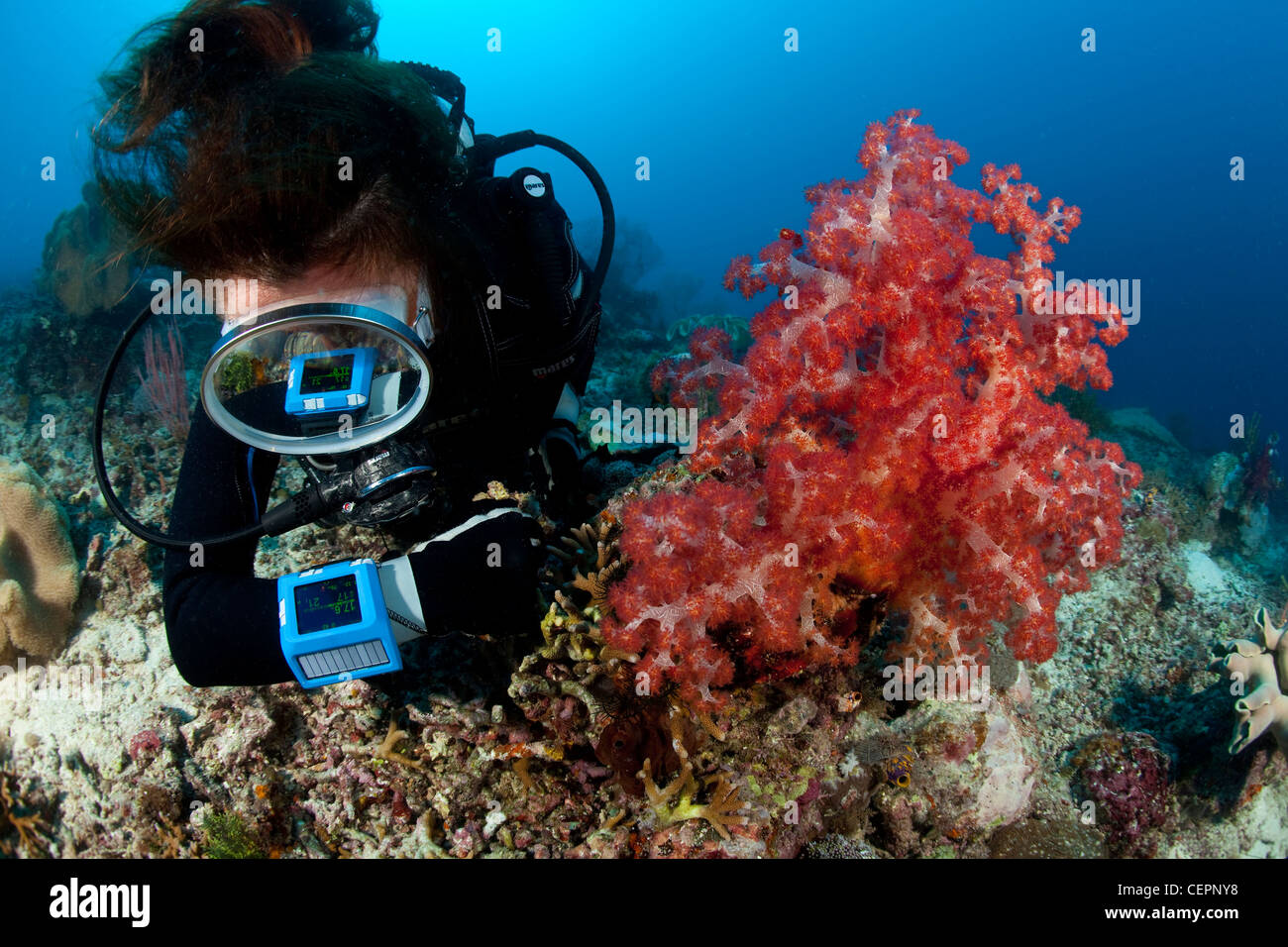 Contrôler le temps de plongée plongée plongée sur ordinateur, Halmahera, Moluques, Indonésie Banque D'Images