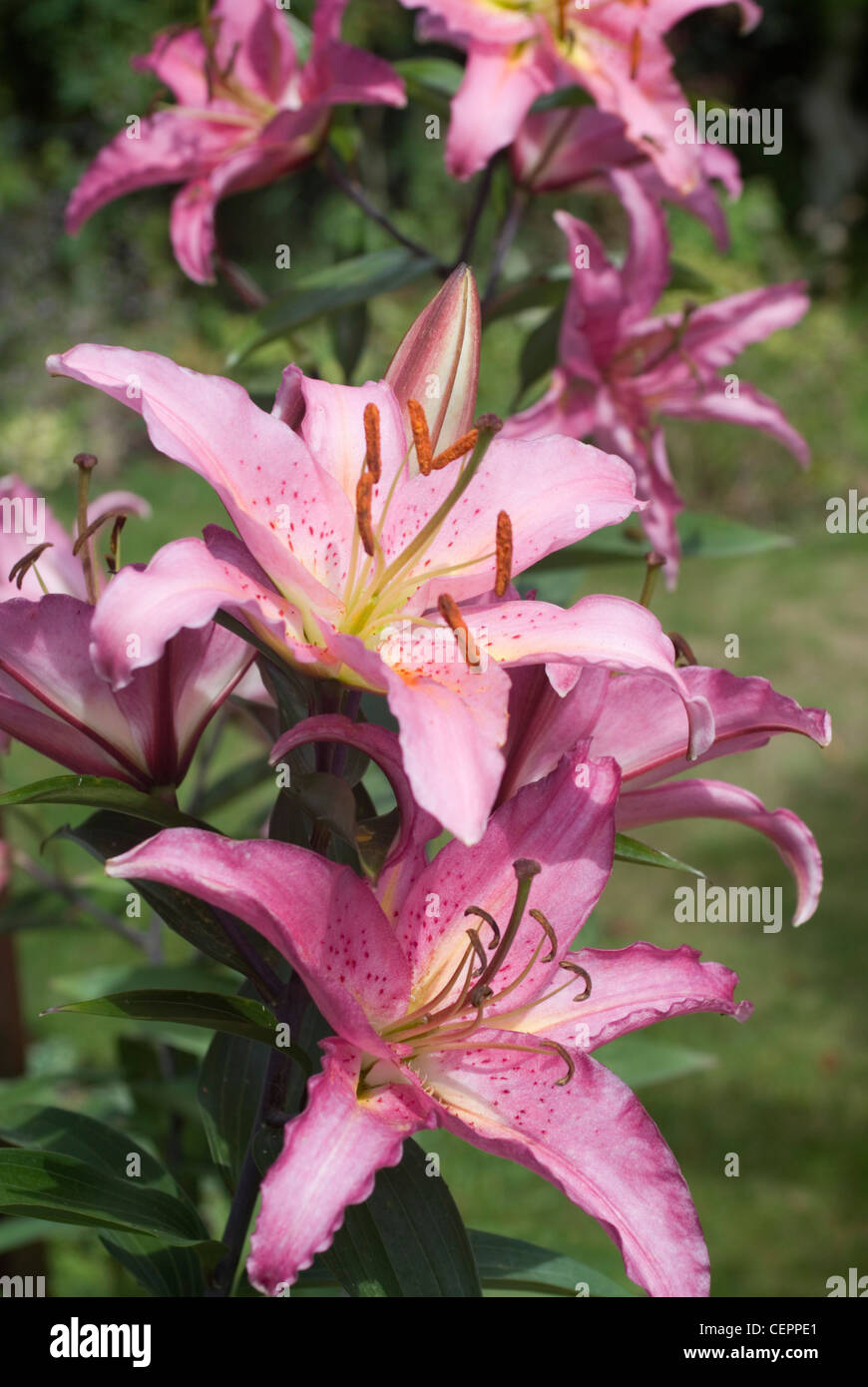 Des lis orientales roses in garden Banque D'Images