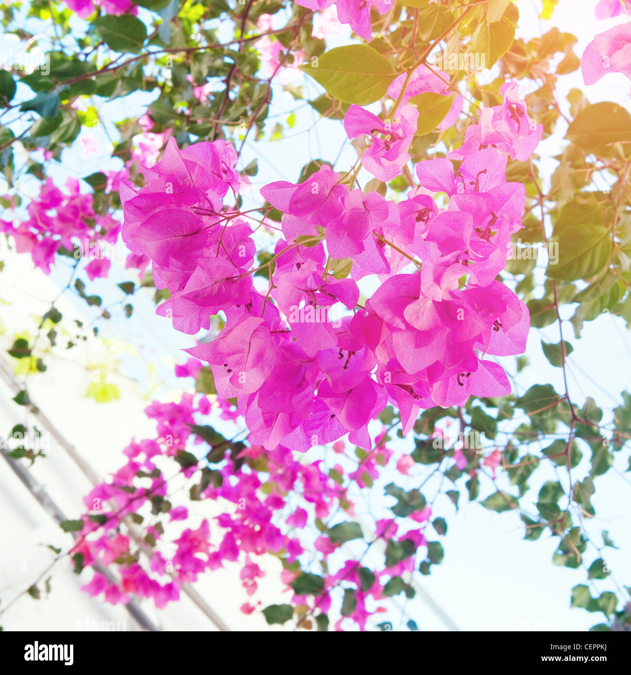 Beau Soleil floral background Banque D'Images