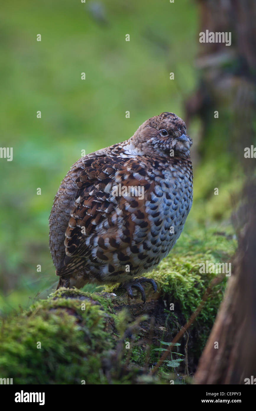 Haselhuhn Gélinotte des bois Bonasa bonasia Tetrastes bonasia Banque D'Images