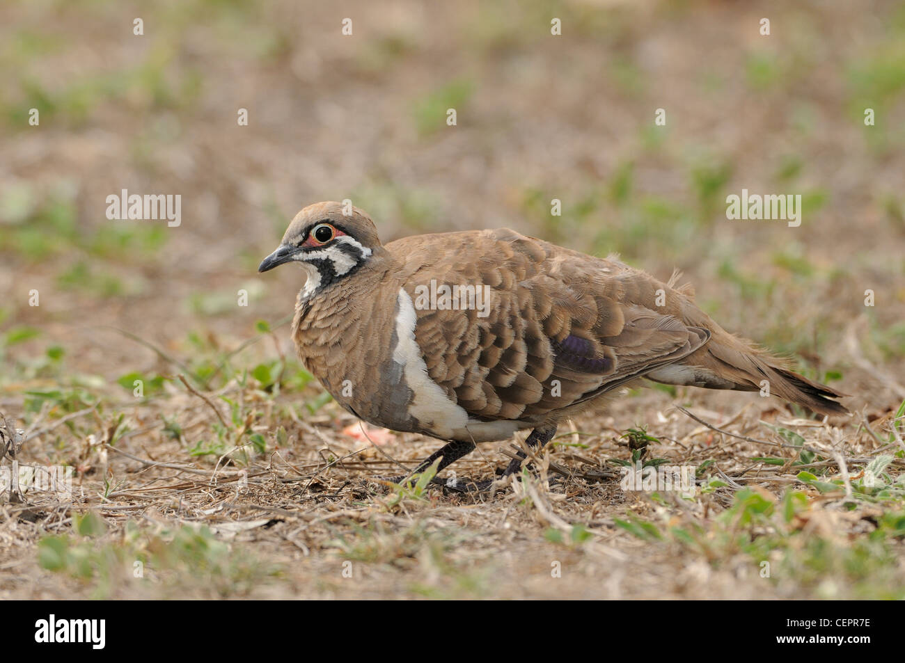 Pigeon Geophaps scripta scripta de squatters des espèces menacées, vulnérables à l'échelle nationale photographié dans le nord du Queensland, Australie Banque D'Images