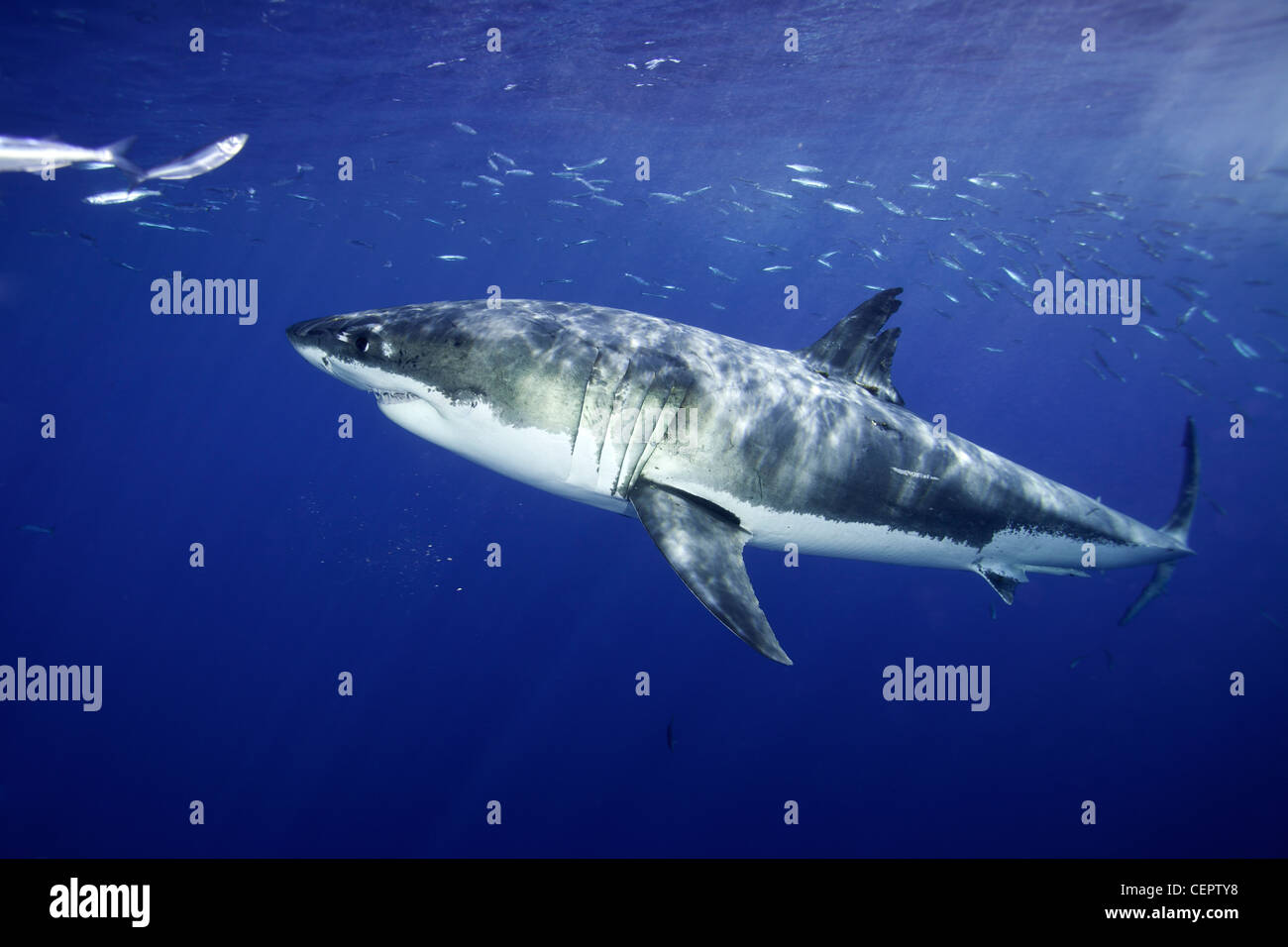 Le grand requin blanc, Carcharodon carcharias, Guadalupe, Baja California, Océan Pacifique, Mexique Banque D'Images