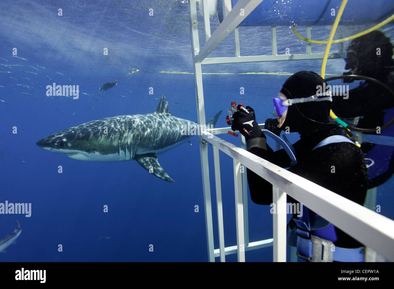 Plongée en Cage avec le grand requin blanc, Carcharodon carcharias, Guadalupe, Baja California, Océan Pacifique, Mexique Banque D'Images