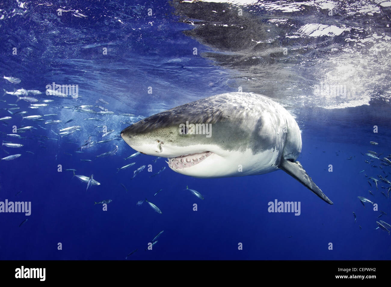 Le grand requin blanc, Carcharodon carcharias, Guadalupe, Baja California, Océan Pacifique, Mexique Banque D'Images
