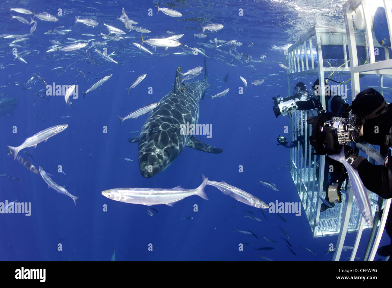 Plongée en Cage avec le grand requin blanc, Carcharodon carcharias, Guadalupe, Baja California, Océan Pacifique, Mexique Banque D'Images
