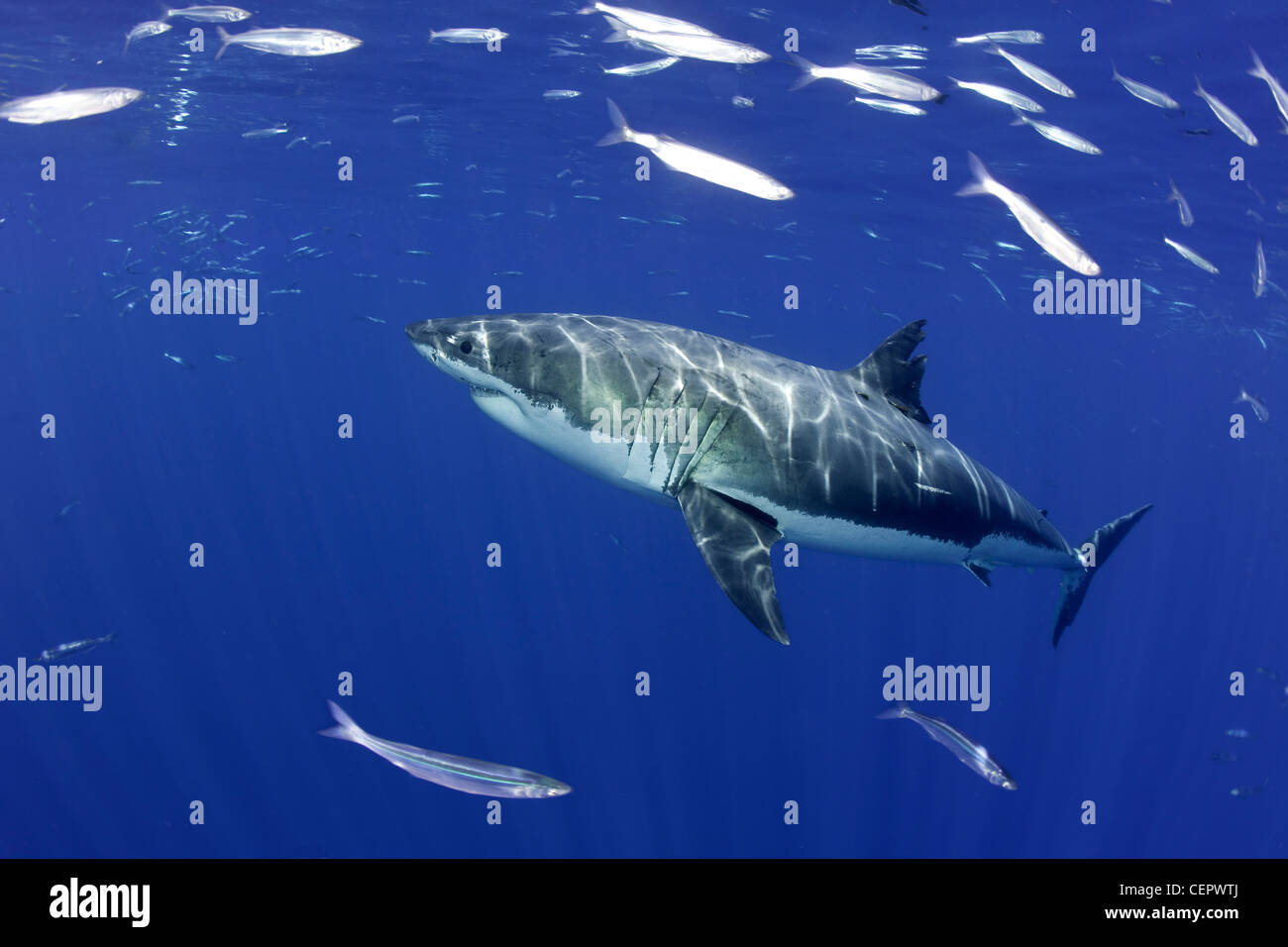 Le grand requin blanc, Carcharodon carcharias, Guadalupe, Baja California, Océan Pacifique, Mexique Banque D'Images