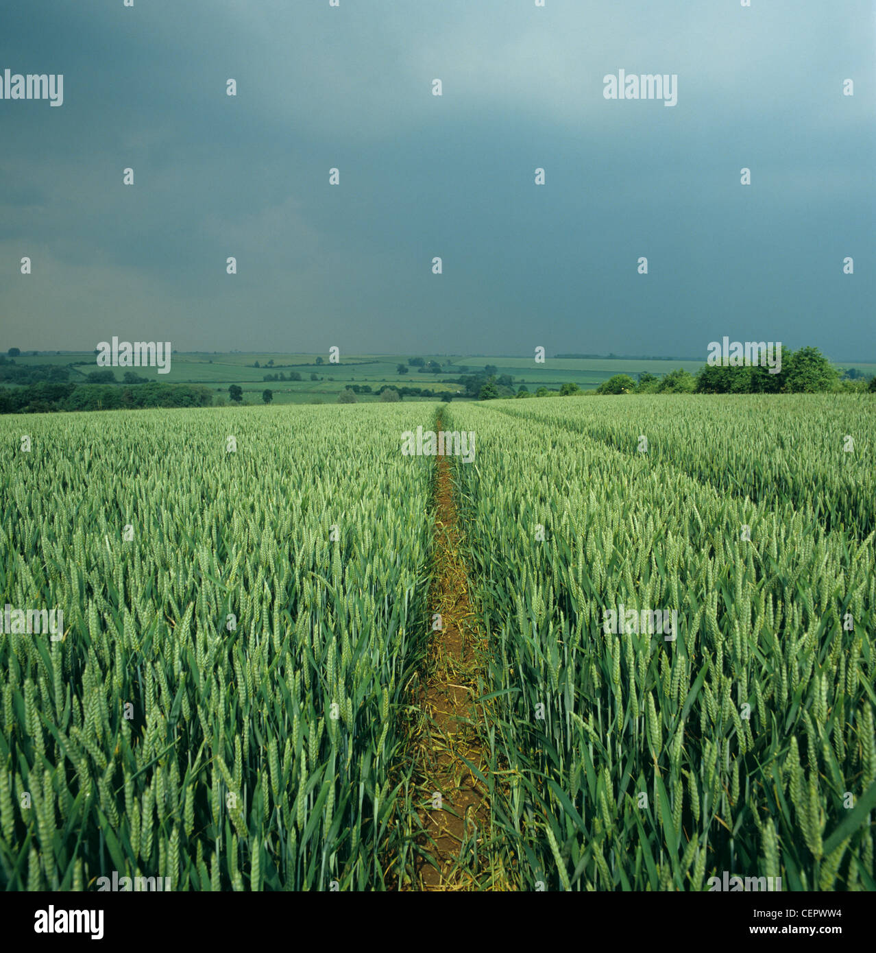 Récolte de blé en l'oreille verte avec un ciel d'orage derrière, juin Banque D'Images