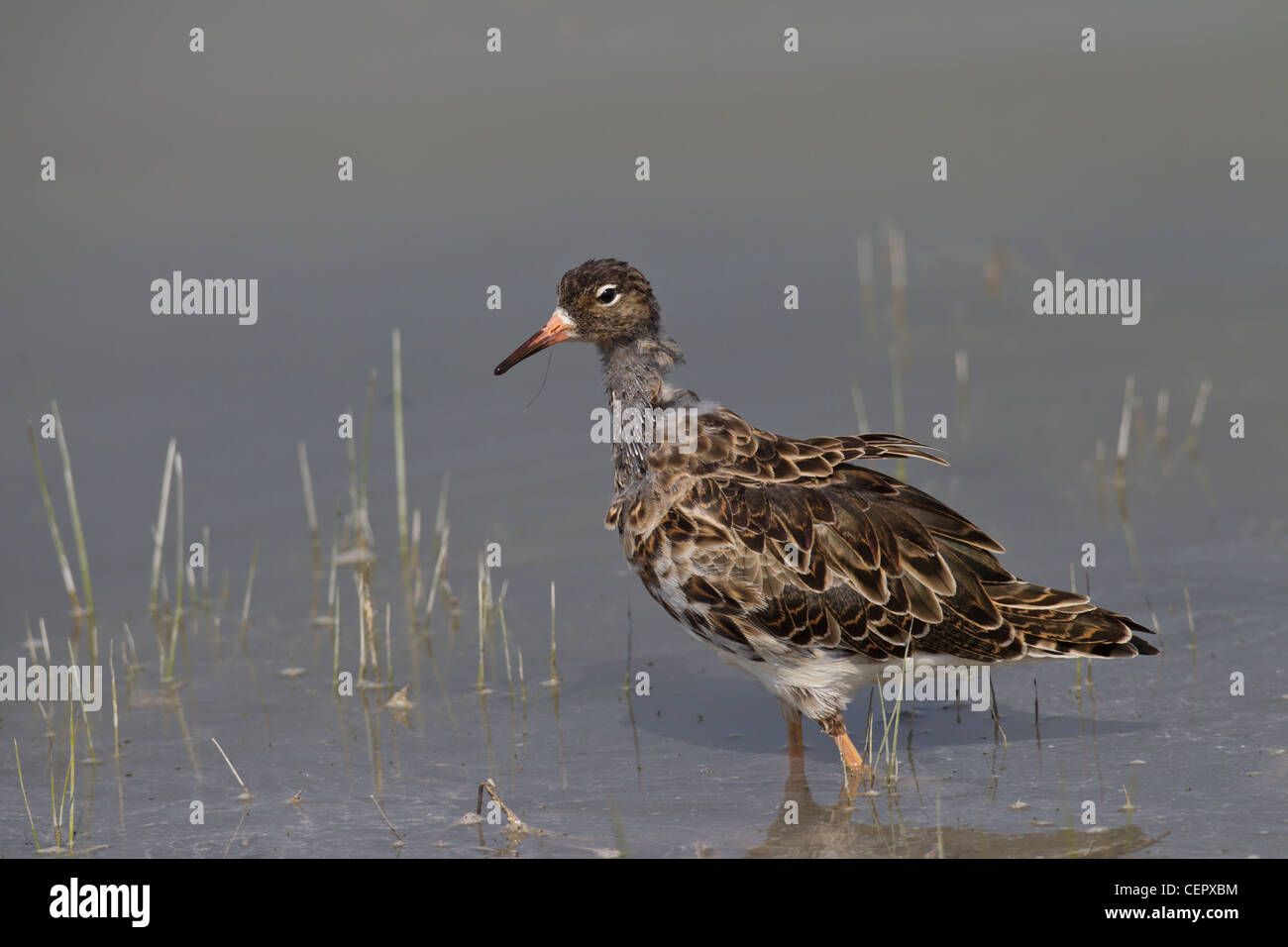 Philomachus pugnax ruff Kampfläufer falco Banque D'Images