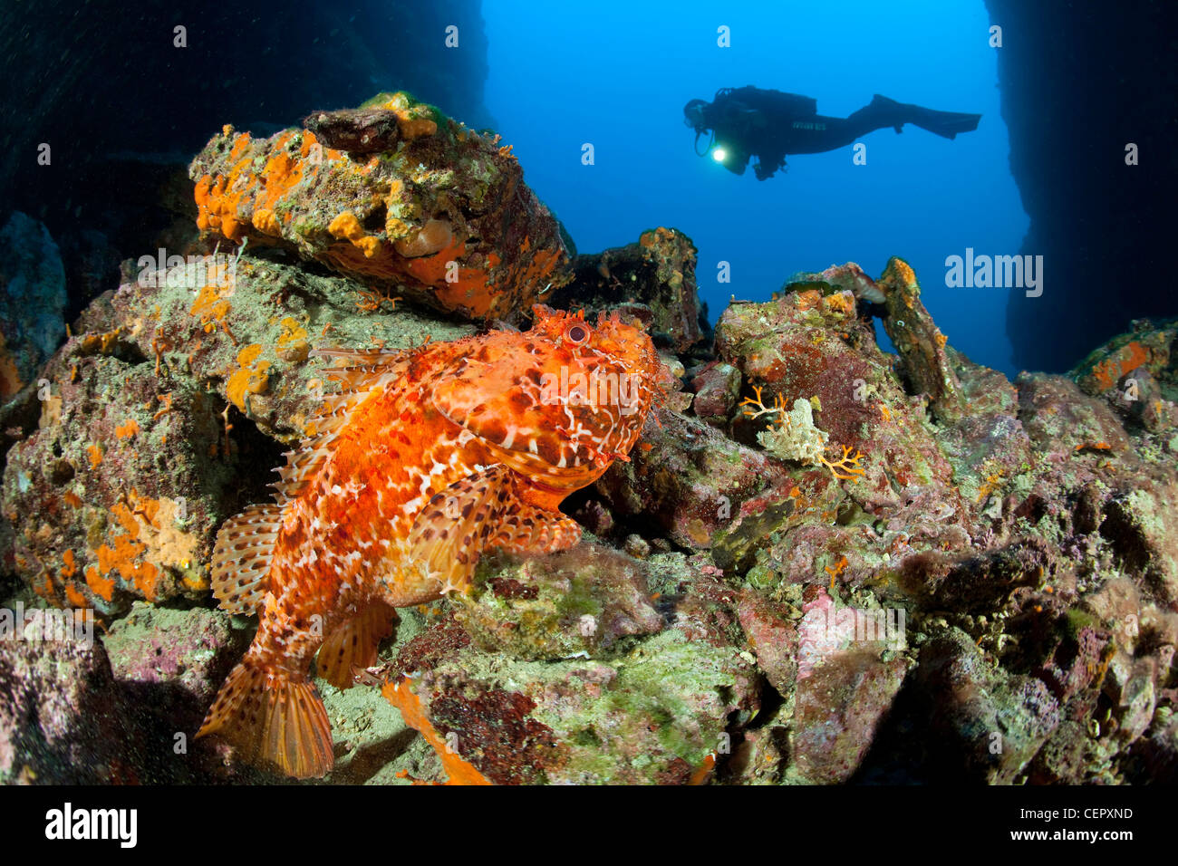 Scuba Diver et Grand sébaste, Scorpaena scrofa, l''île de Vis, Mer Adriatique, Croatie Banque D'Images