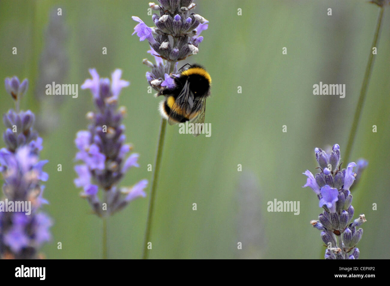 Jaune et Noir bumblebee Bee pollen en tenant Banque D'Images