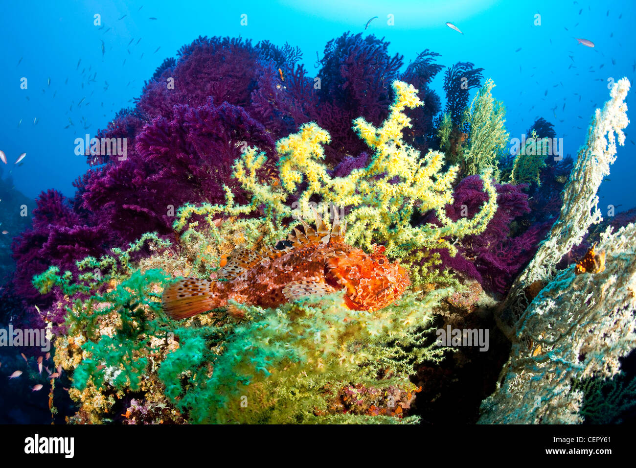 Grand sébaste en récifs coralliens, Scorpaena scrofa, l''île de Vis, Mer Adriatique, Croatie Banque D'Images