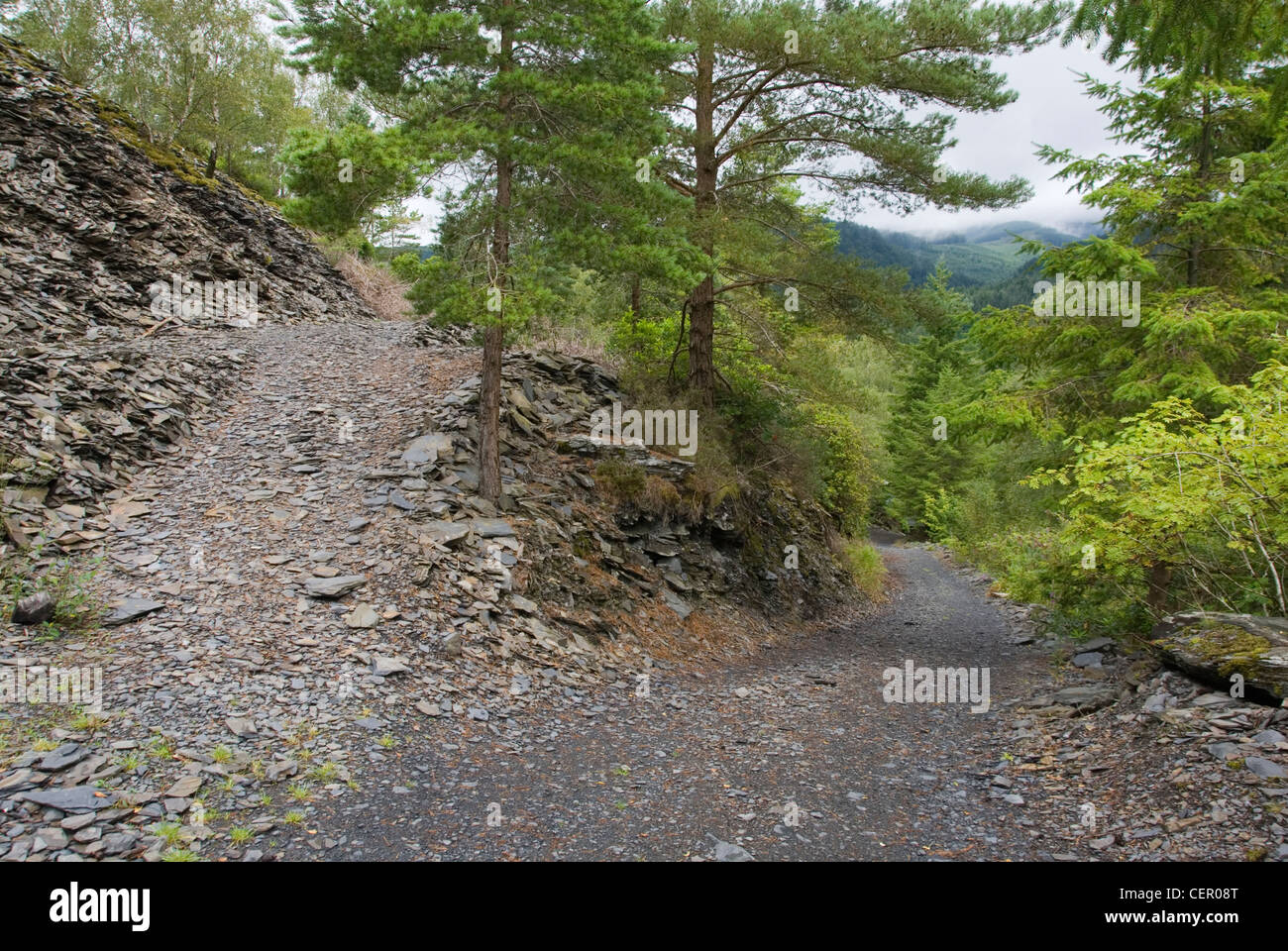 Country lane de descendre vers la vallée au milieu des montagnes boisées de conifères, de la route d'accès pour l'abandonné Llwyngwern Ardoise, au Pays de Galles Banque D'Images