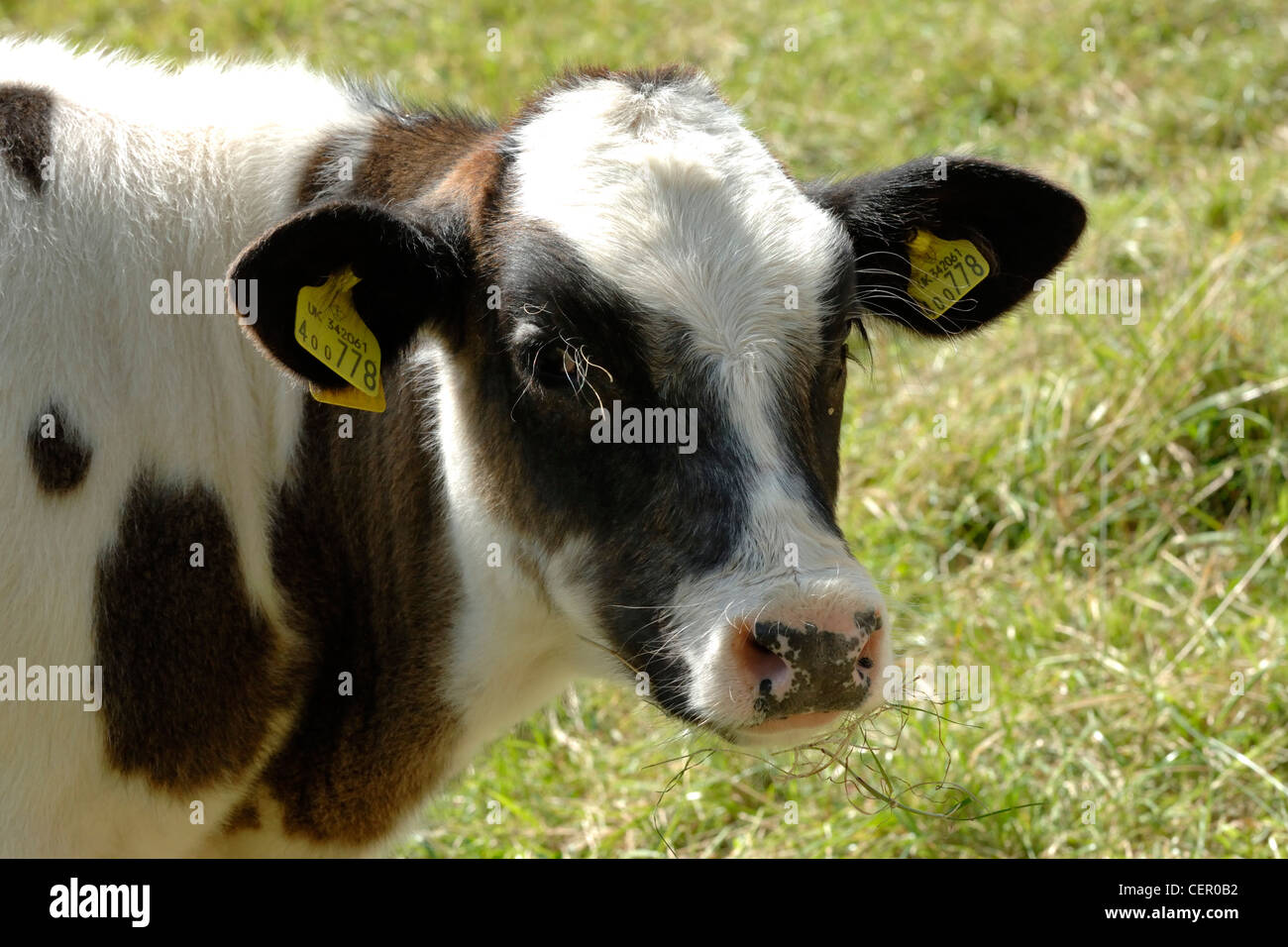 X Holstein veau allaitante Bleu belge sur les pâturages, Devon, Août Banque D'Images